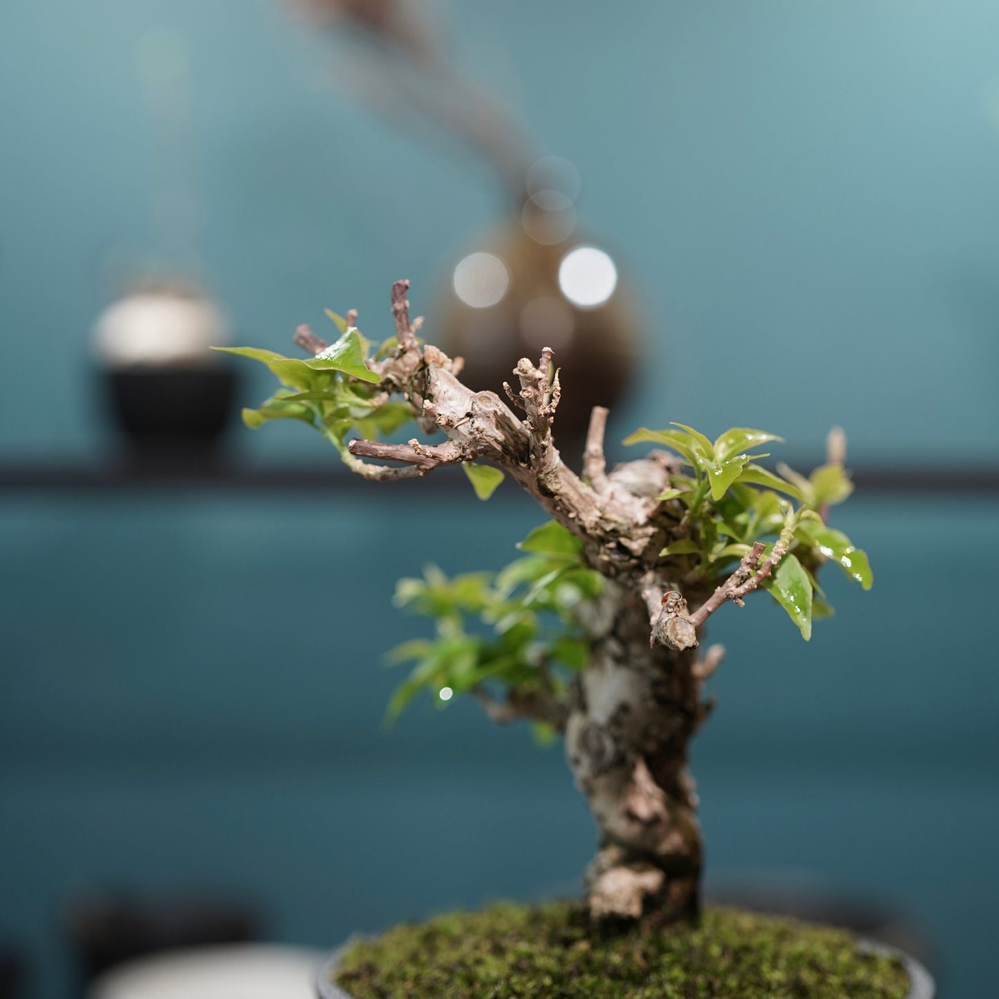 Old bougainvillea（ブーゲンビリア古木) × 高見澤 匠 "黒磁／金彩鉢4号"