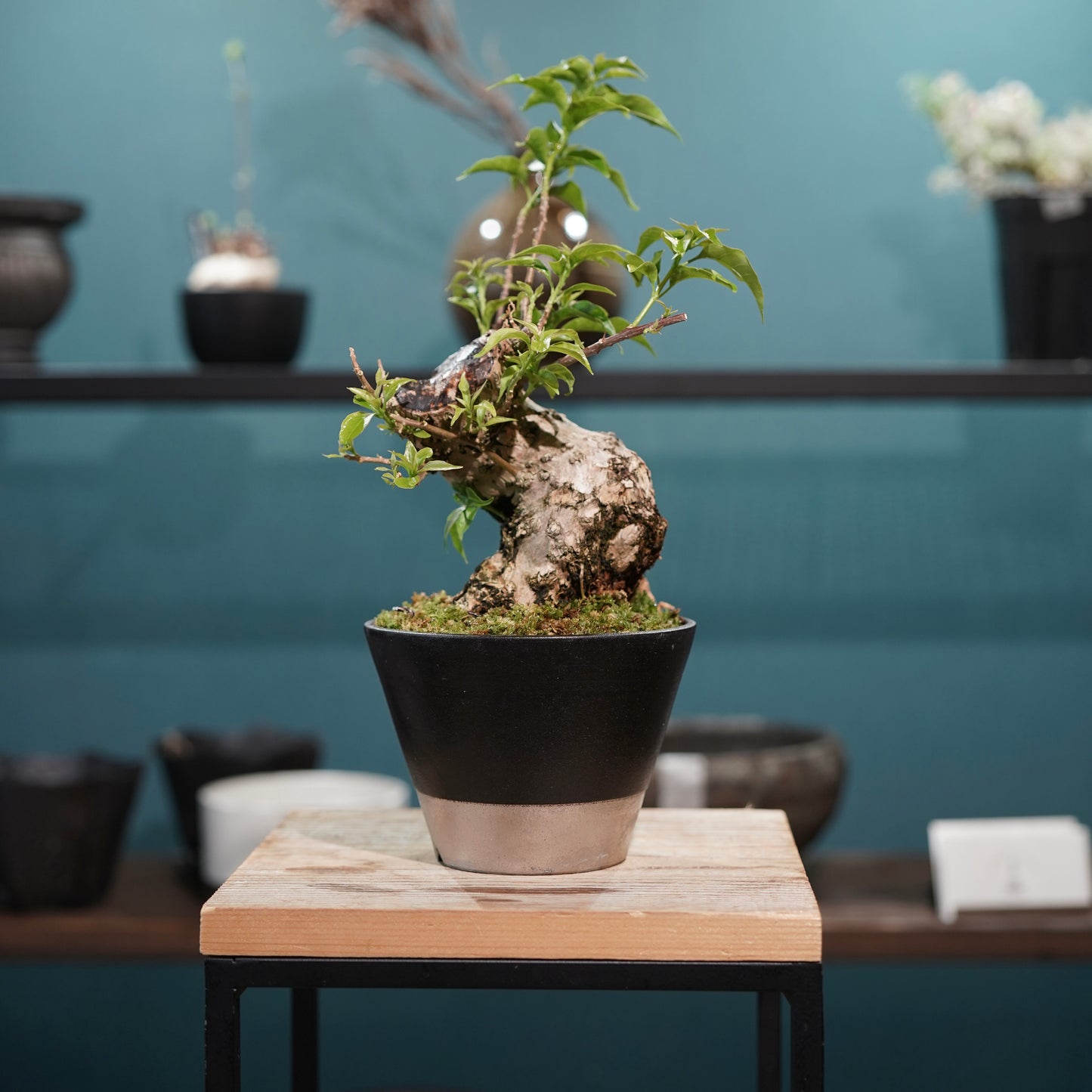 Old bougainvillea（ブーゲンビリア古木) × 高見澤 匠 "黒磁／白金鉢4号"