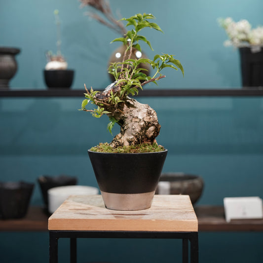 Old bougainvillea（ブーゲンビリア古木) × 高見澤 匠 "黒磁／白金鉢4号"