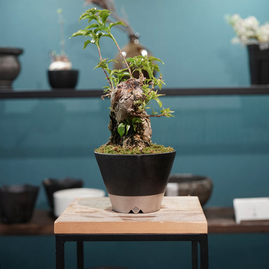 Old bougainvillea（ブーゲンビリア古木) × 高見澤 匠 "黒磁／白金鉢4号"