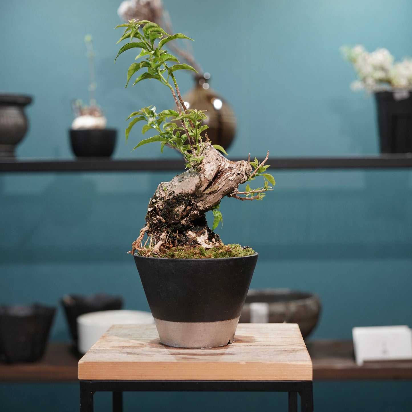 Old bougainvillea（ブーゲンビリア古木) × 高見澤 匠 "黒磁／白金鉢4号"