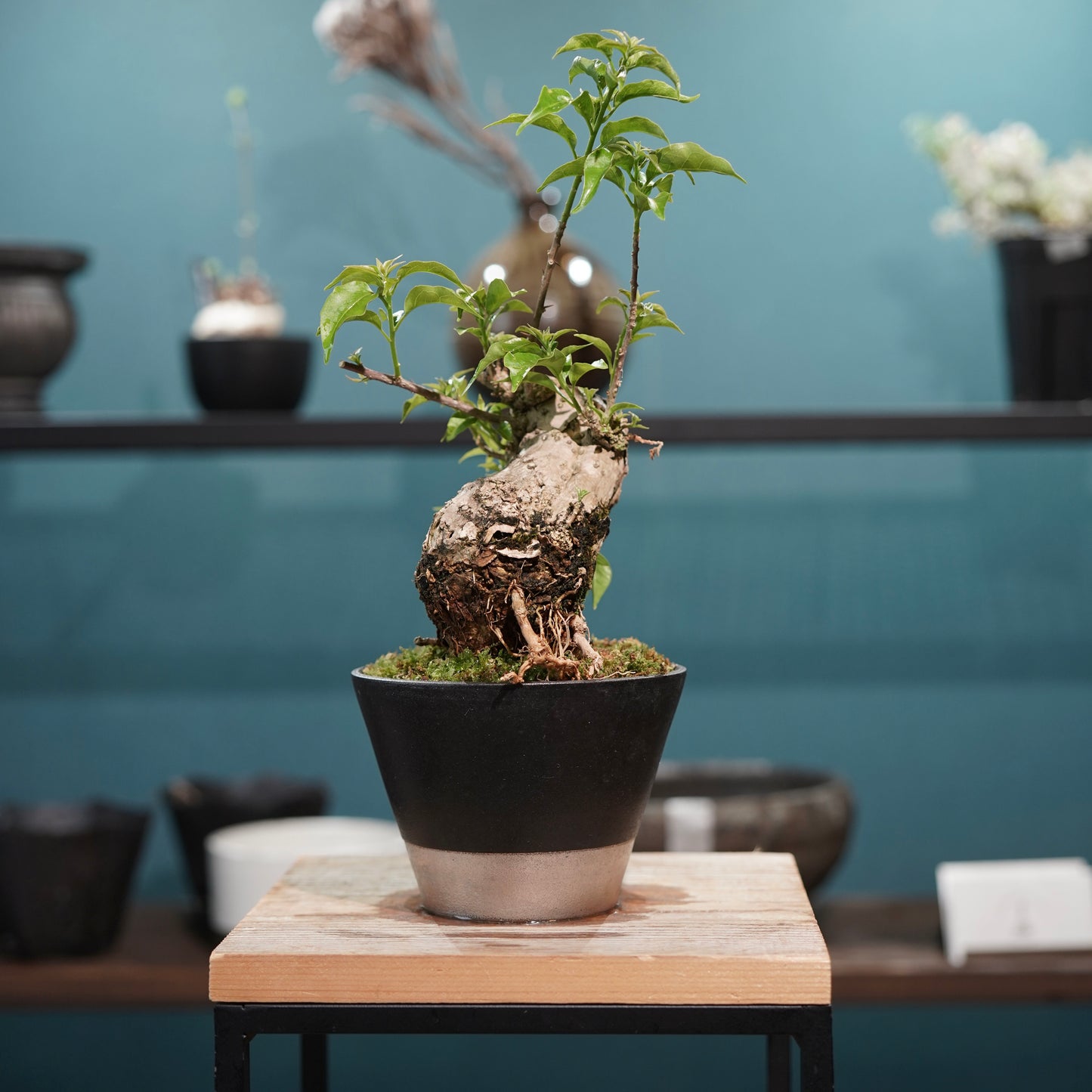 Old bougainvillea（ブーゲンビリア古木) × 高見澤 匠 "黒磁／白金鉢4号"