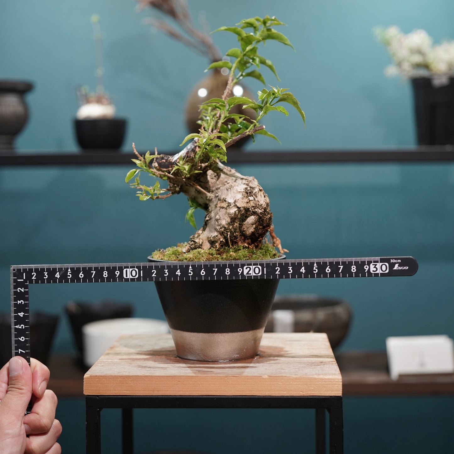 Old bougainvillea（ブーゲンビリア古木) × 高見澤 匠 "黒磁／白金鉢4号"