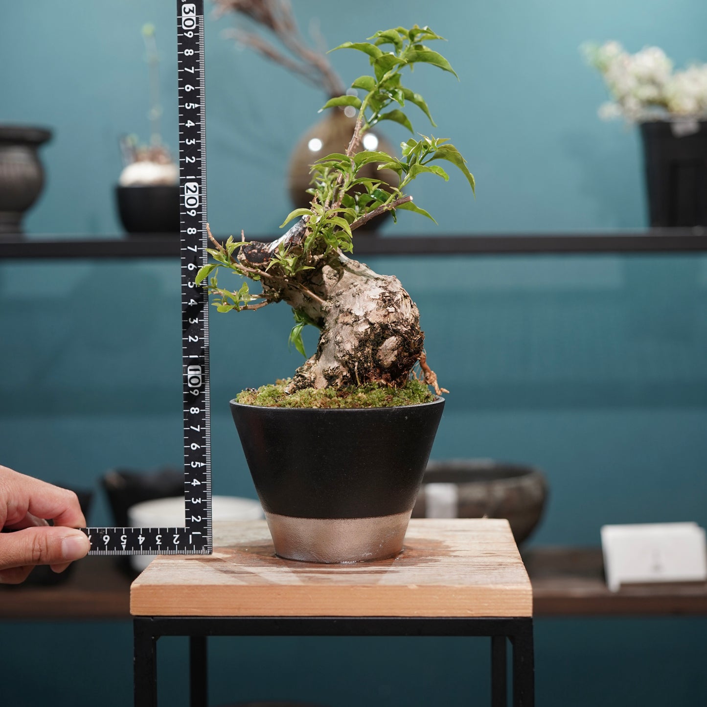 Old bougainvillea（ブーゲンビリア古木) × 高見澤 匠 "黒磁／白金鉢4号"