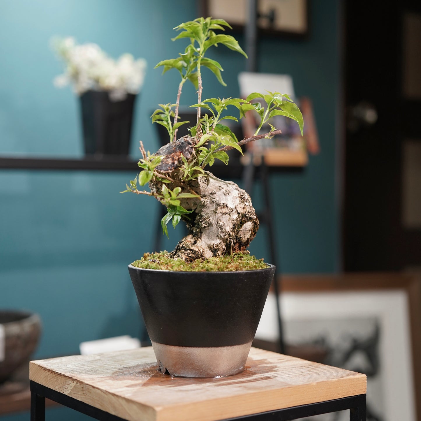 Old bougainvillea（ブーゲンビリア古木) × 高見澤 匠 "黒磁／白金鉢4号"