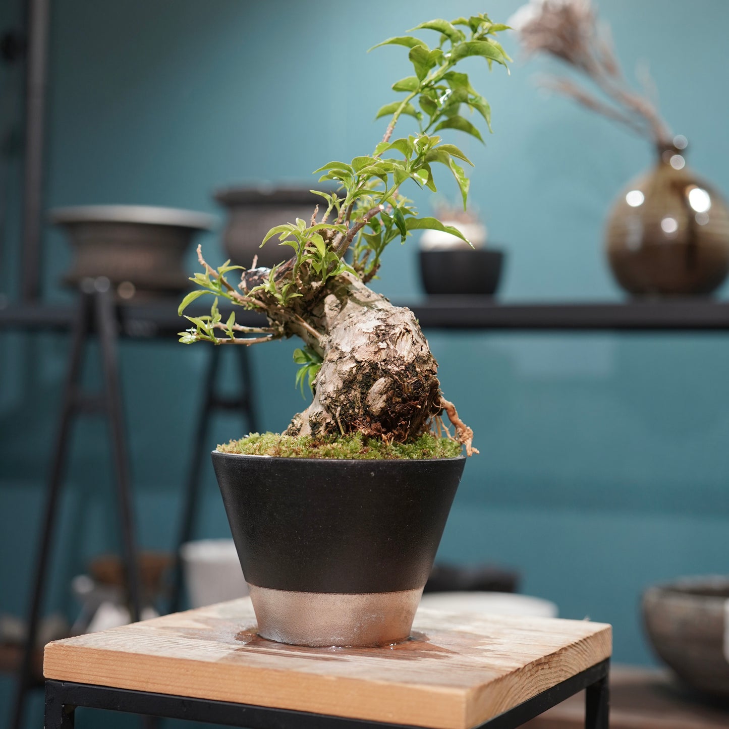 Old bougainvillea（ブーゲンビリア古木) × 高見澤 匠 "黒磁／白金鉢4号"