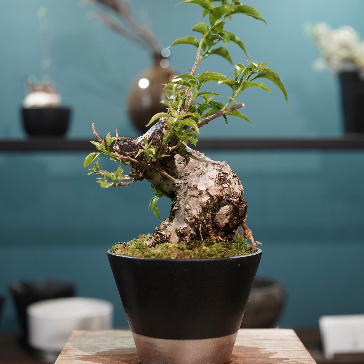 Old bougainvillea（ブーゲンビリア古木) × 高見澤 匠 "黒磁／白金鉢4号"