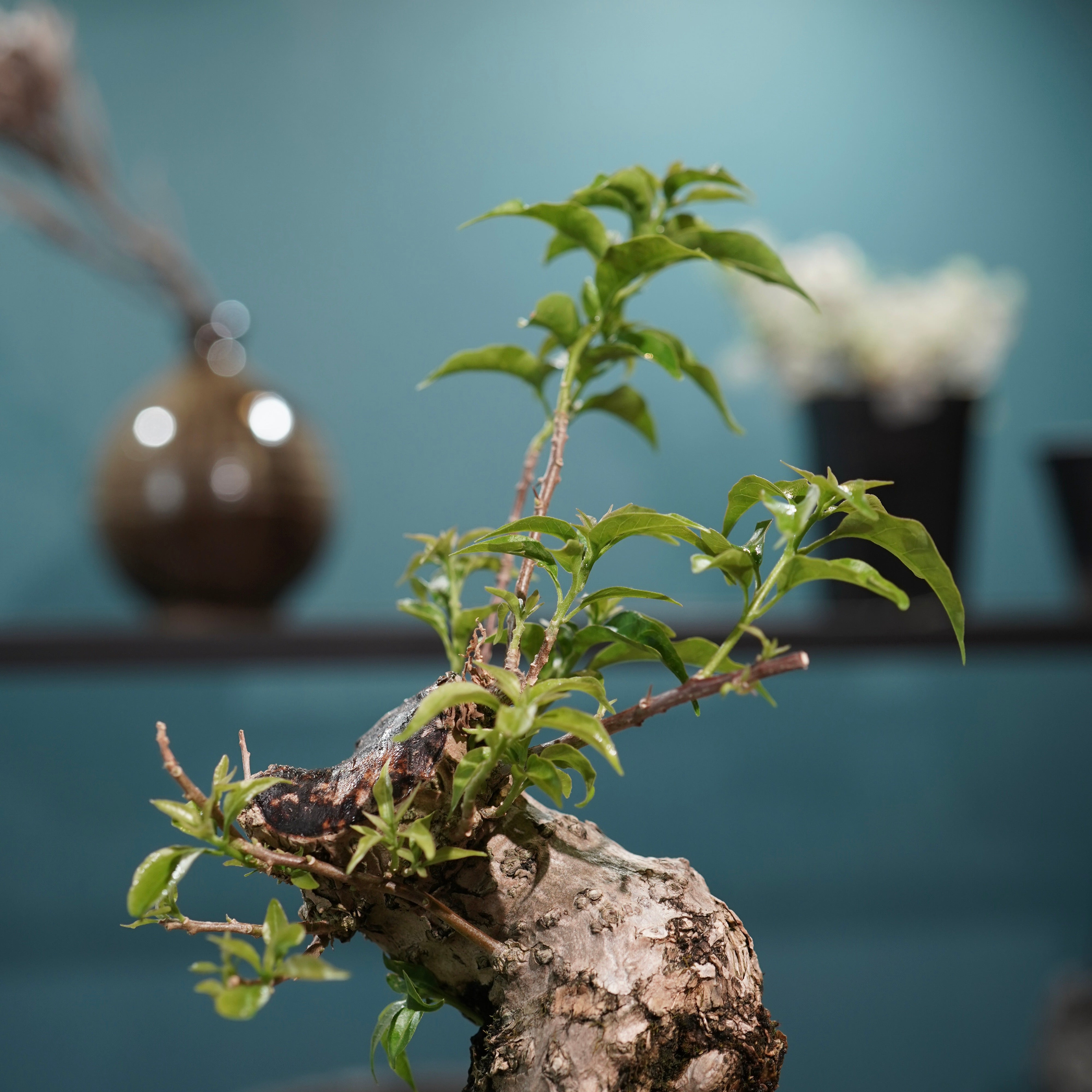 Old bougainvillea（ブーゲンビリア古木) × 高見澤 匠 