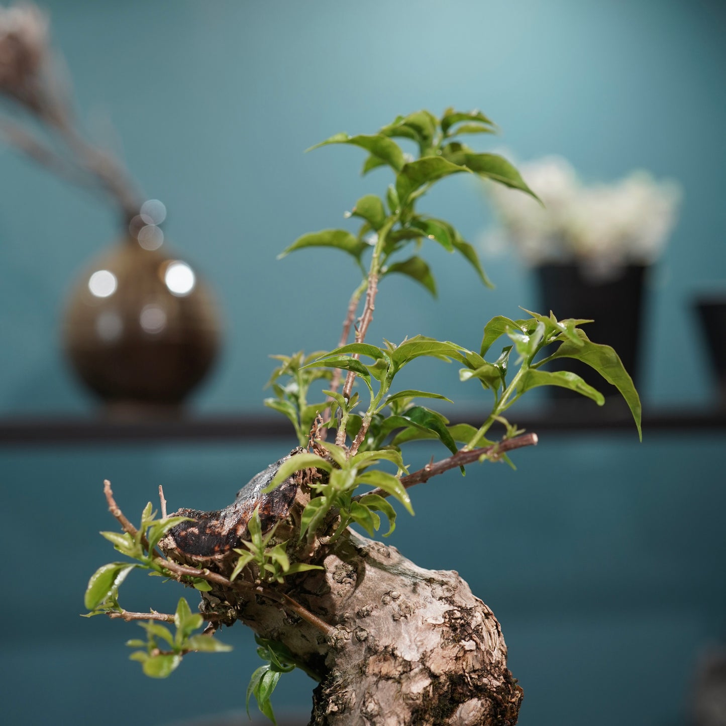 Old bougainvillea（ブーゲンビリア古木) × 高見澤 匠 "黒磁／白金鉢4号"