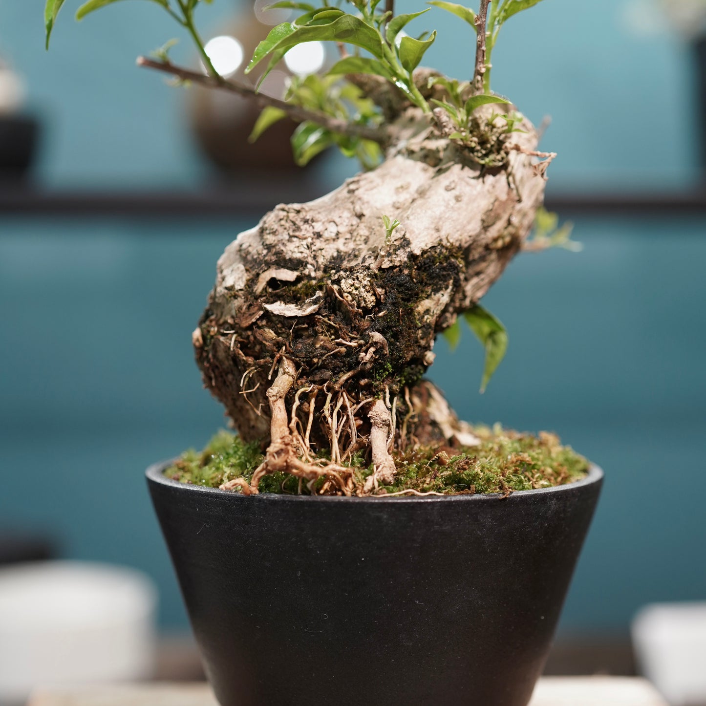 Old bougainvillea（ブーゲンビリア古木) × 高見澤 匠 "黒磁／白金鉢4号"