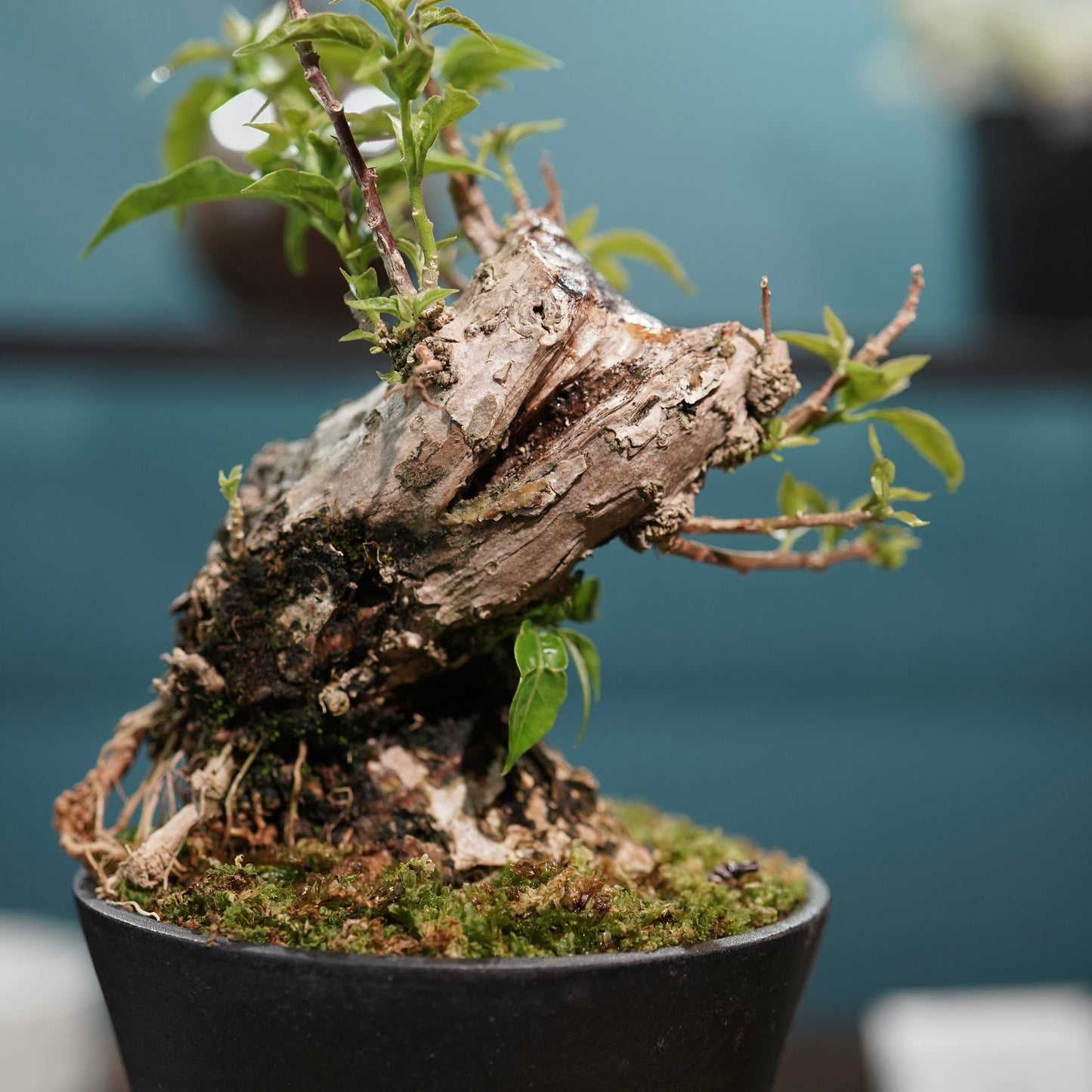 Old bougainvillea（ブーゲンビリア古木) × 高見澤 匠 "黒磁／白金鉢4号"
