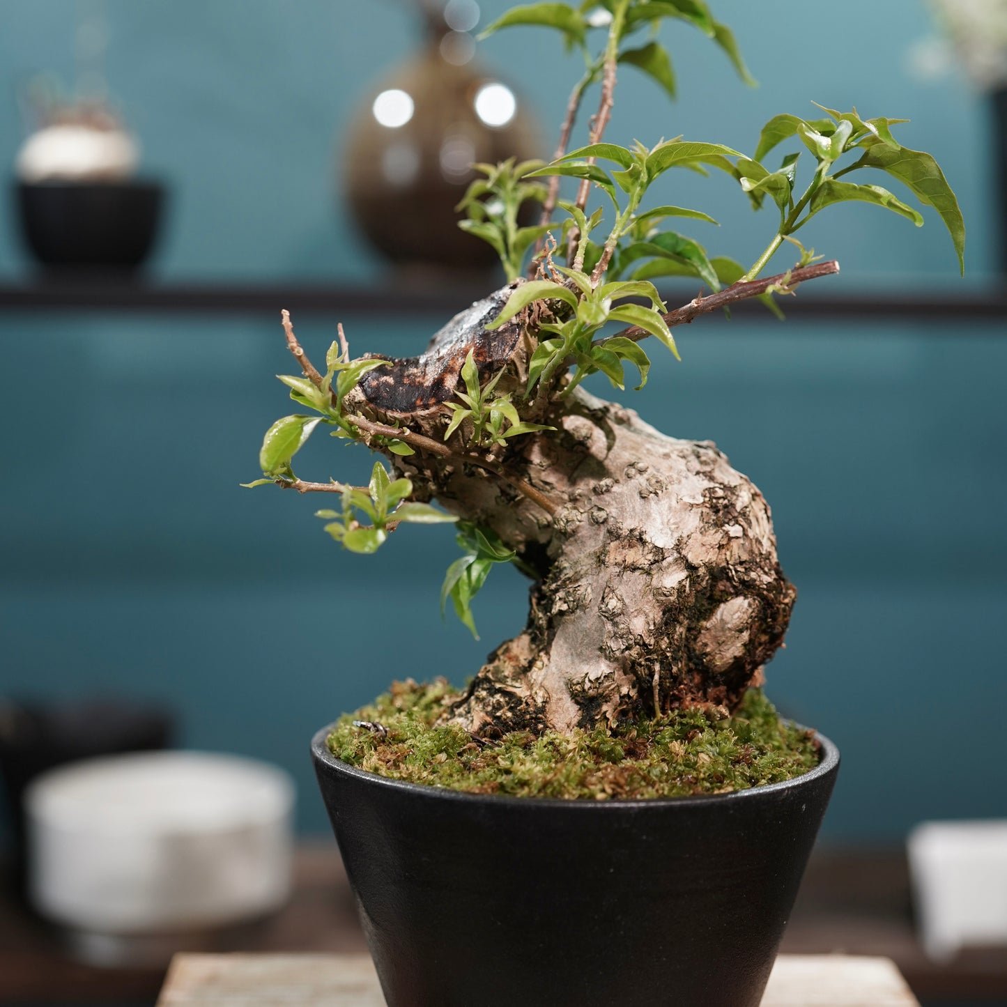 Old bougainvillea（ブーゲンビリア古木) × 高見澤 匠 "黒磁／白金鉢4号"
