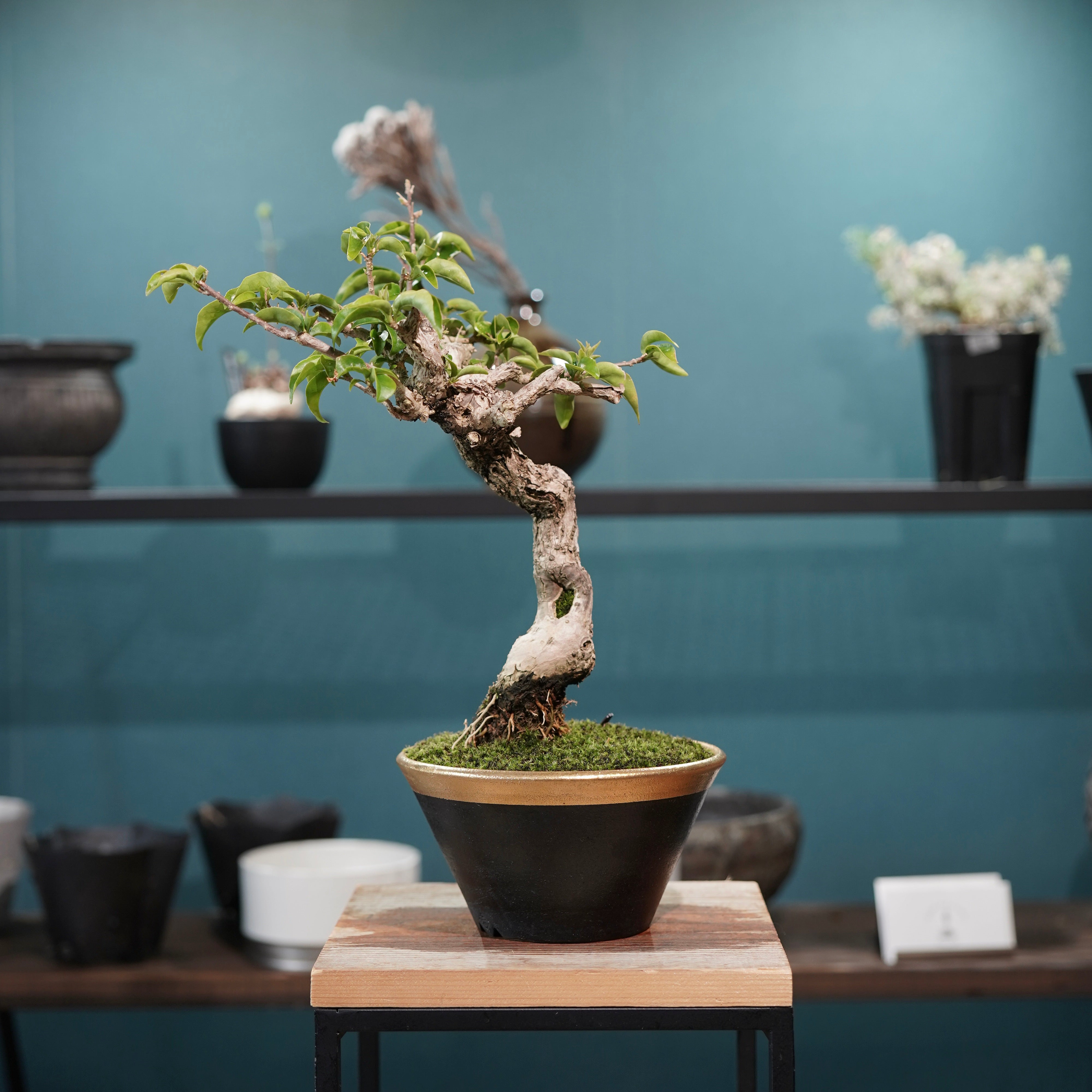 Old bougainvillea（ブーゲンビリア古木) × 高見澤 匠 