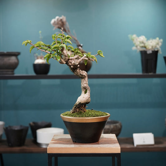 Old bougainvillea（ブーゲンビリア古木) × 高見澤 匠 "黒磁／金彩鉢5号" No.1