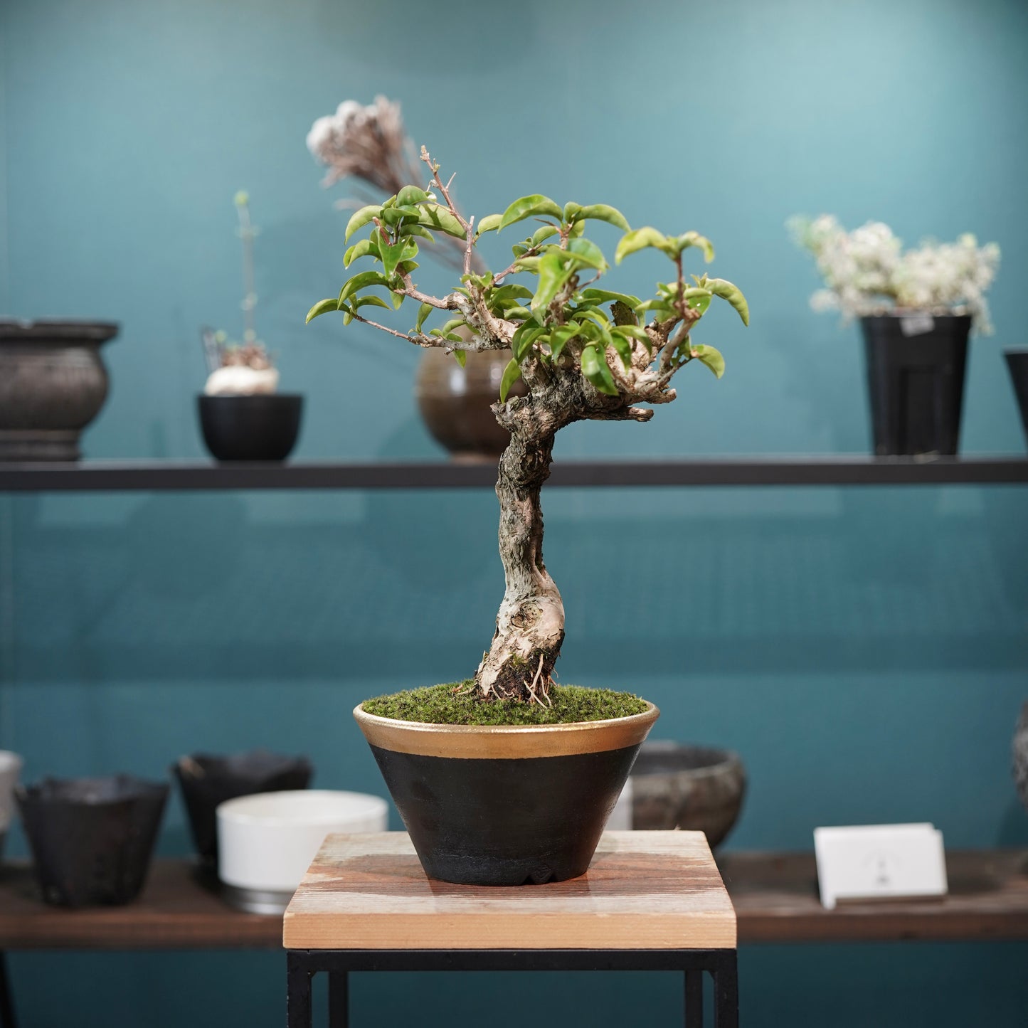 Old bougainvillea（ブーゲンビリア古木) × 高見澤 匠 "黒磁／金彩鉢5号" No.1