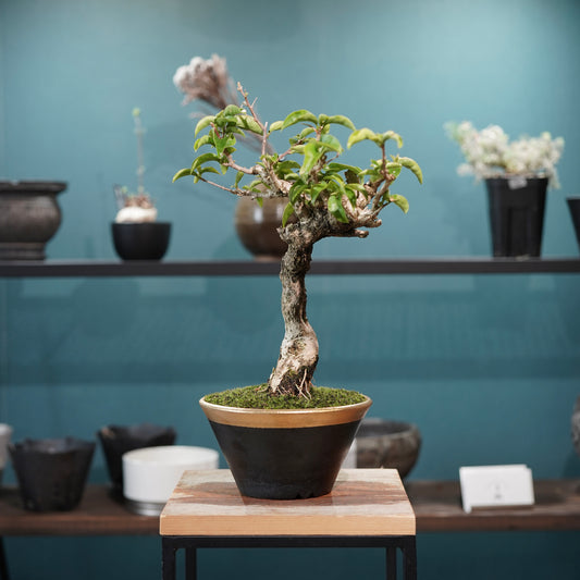 Old bougainvillea（ブーゲンビリア古木) × 高見澤 匠 "黒磁／金彩鉢5号" No.1