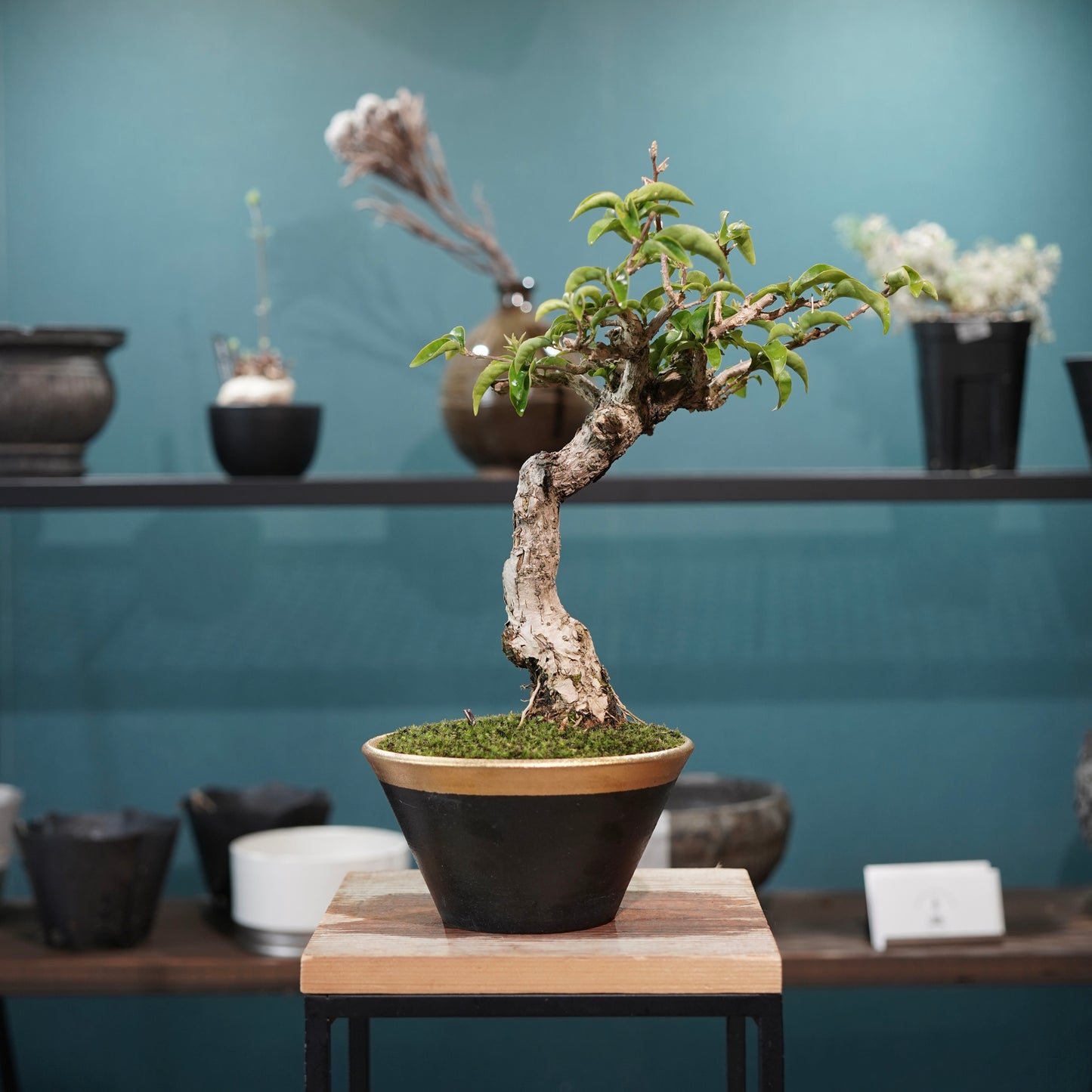 Old bougainvillea（ブーゲンビリア古木) × 高見澤 匠 "黒磁／金彩鉢5号" No.1