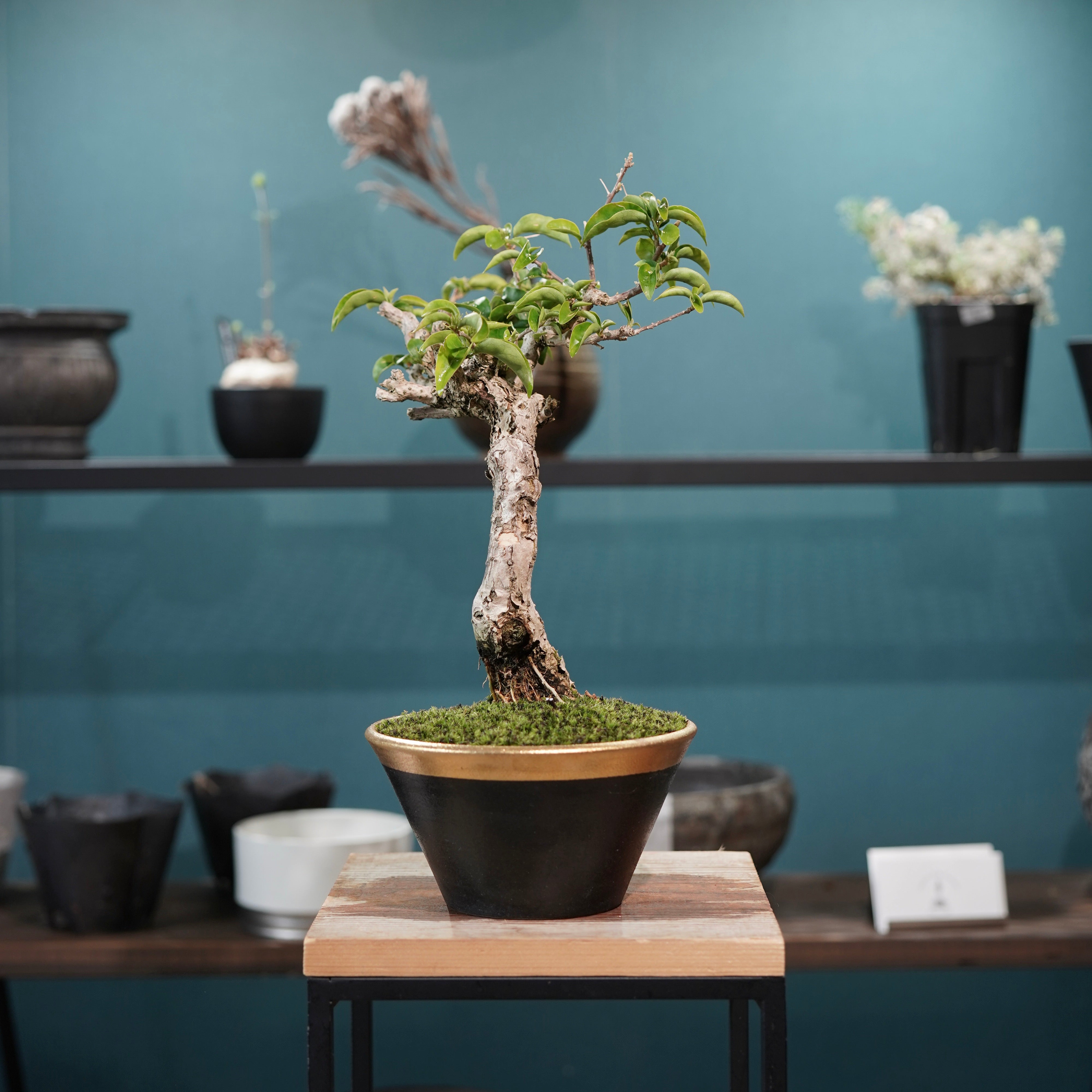 Old bougainvillea（ブーゲンビリア古木) × 高見澤 匠 