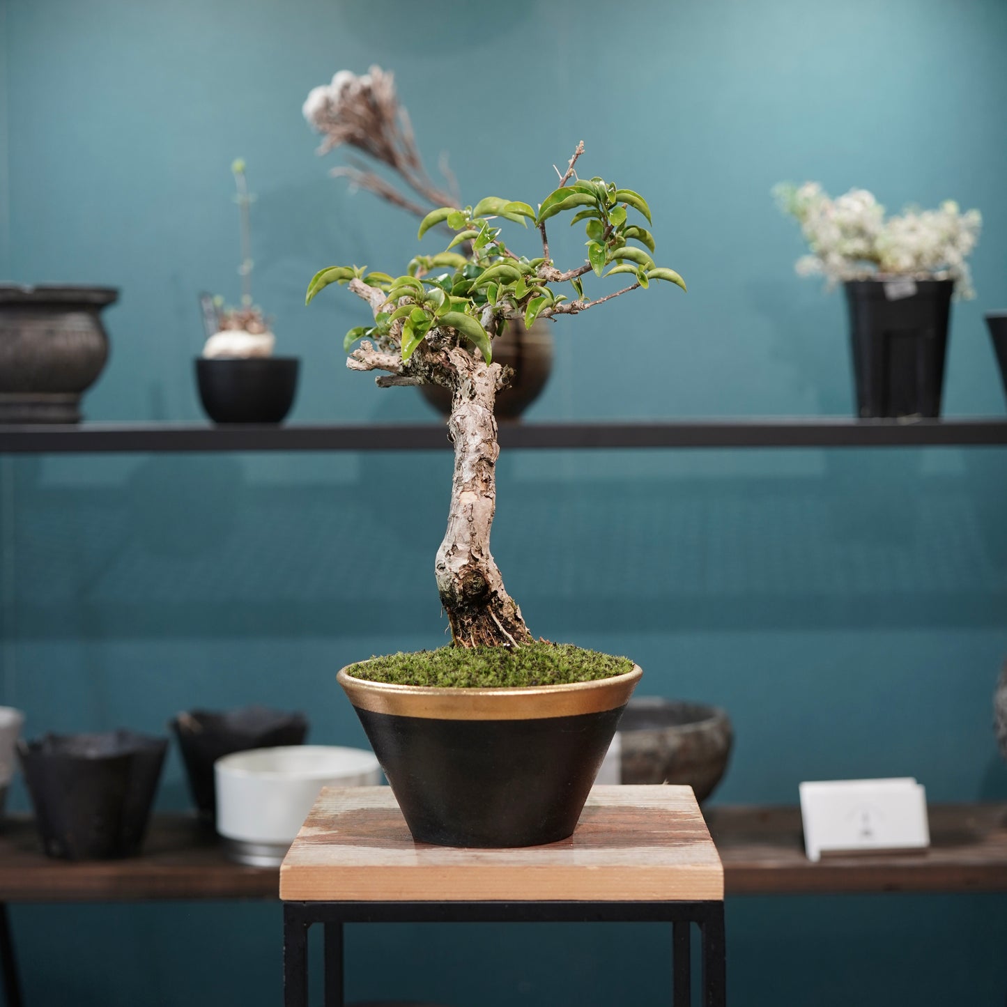 Old bougainvillea（ブーゲンビリア古木) × 高見澤 匠 "黒磁／金彩鉢5号" No.1
