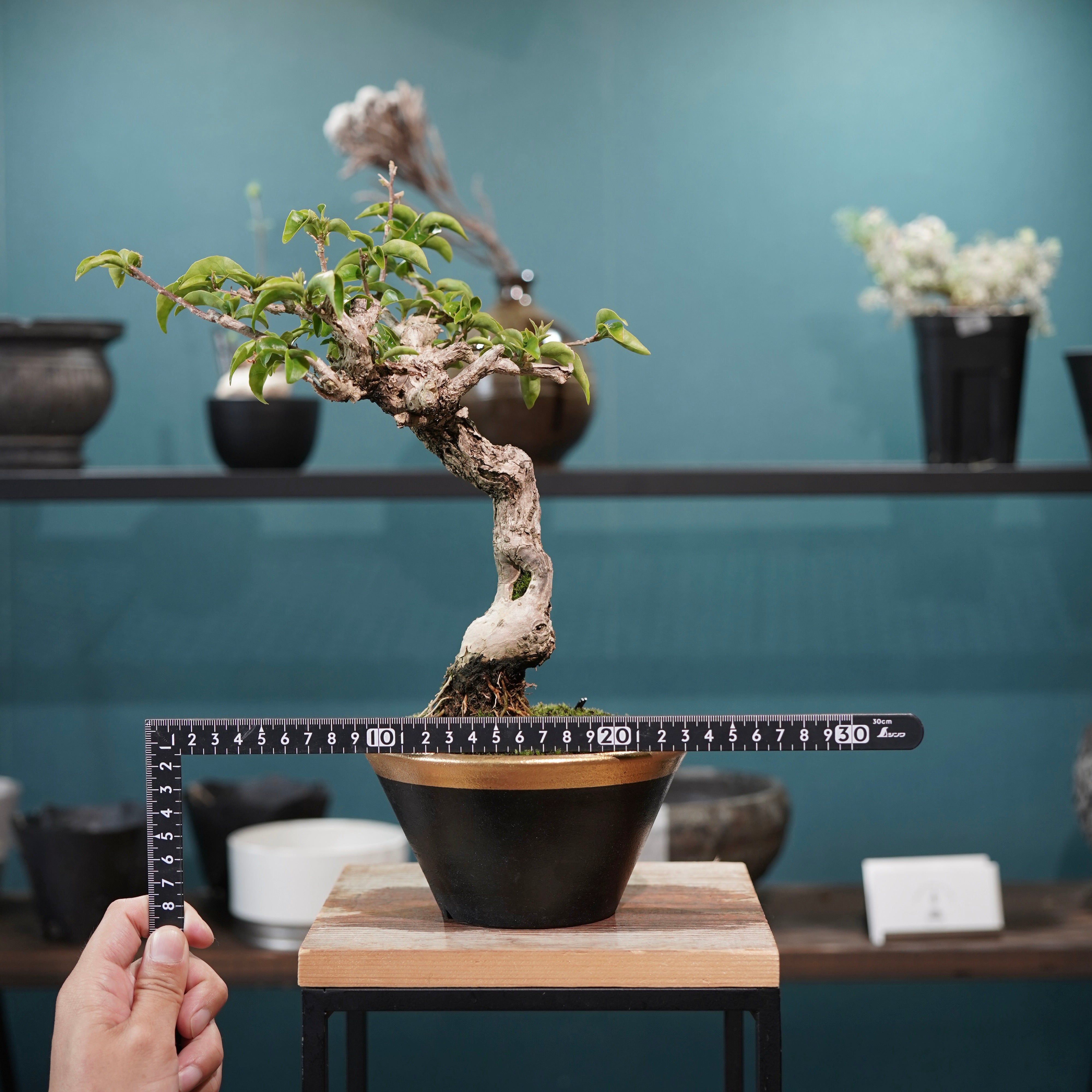 ブーゲンビリア盆栽 Old bougainvillea（ブーゲンビリア古木) × 高見澤 匠 