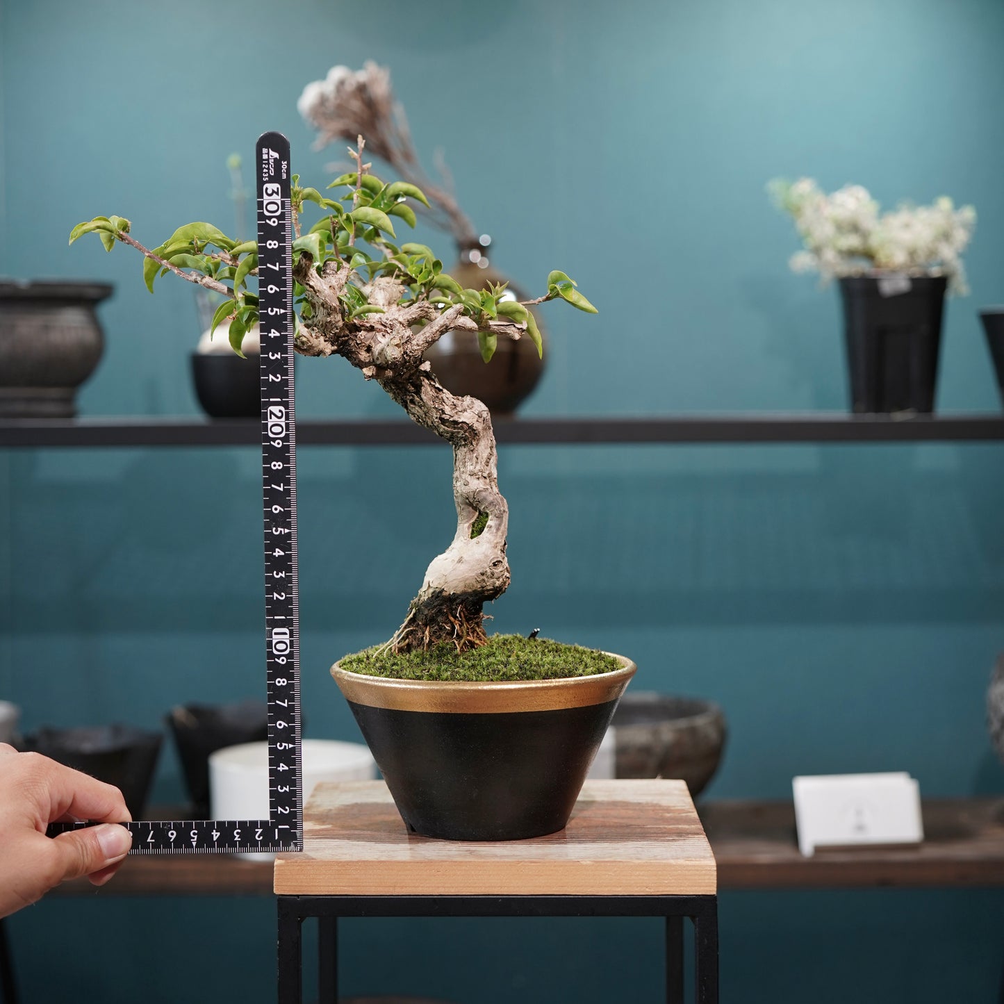 Old bougainvillea（ブーゲンビリア古木) × 高見澤 匠 "黒磁／金彩鉢5号" No.1