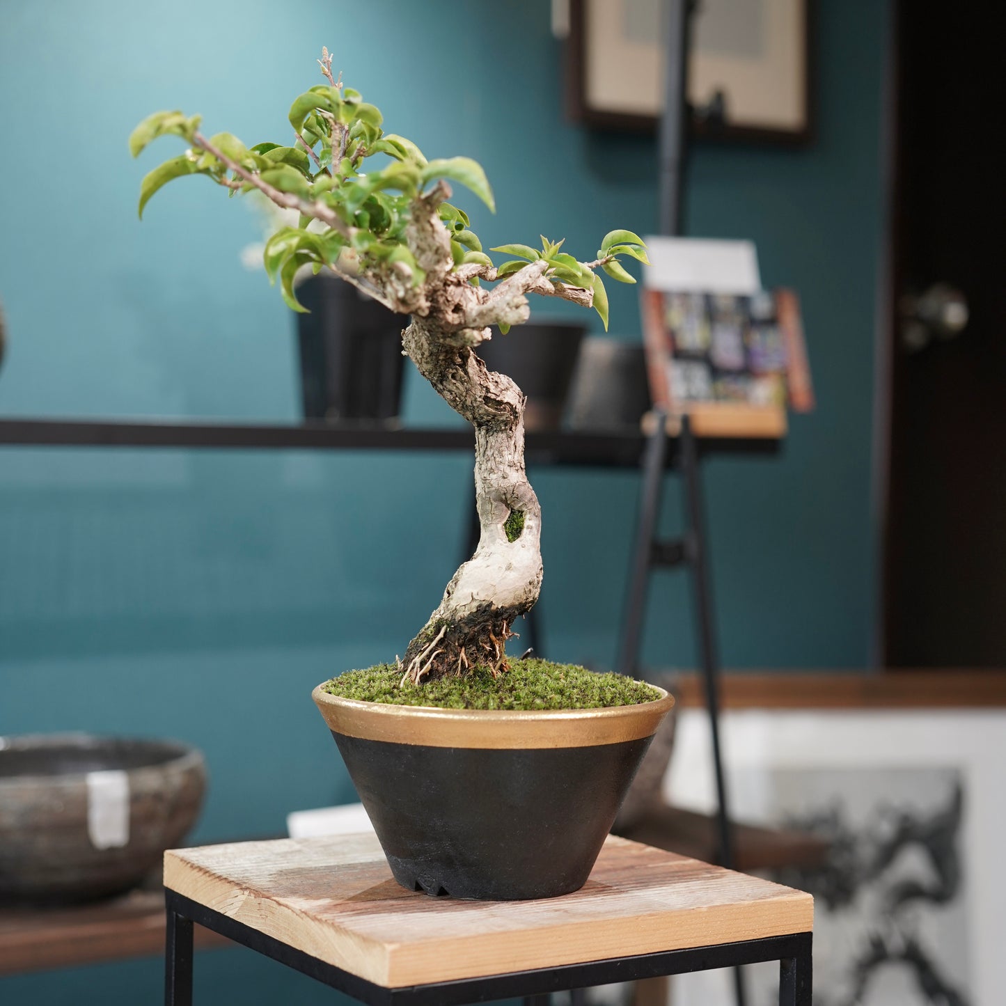 Old bougainvillea（ブーゲンビリア古木) × 高見澤 匠 "黒磁／金彩鉢5号" No.1