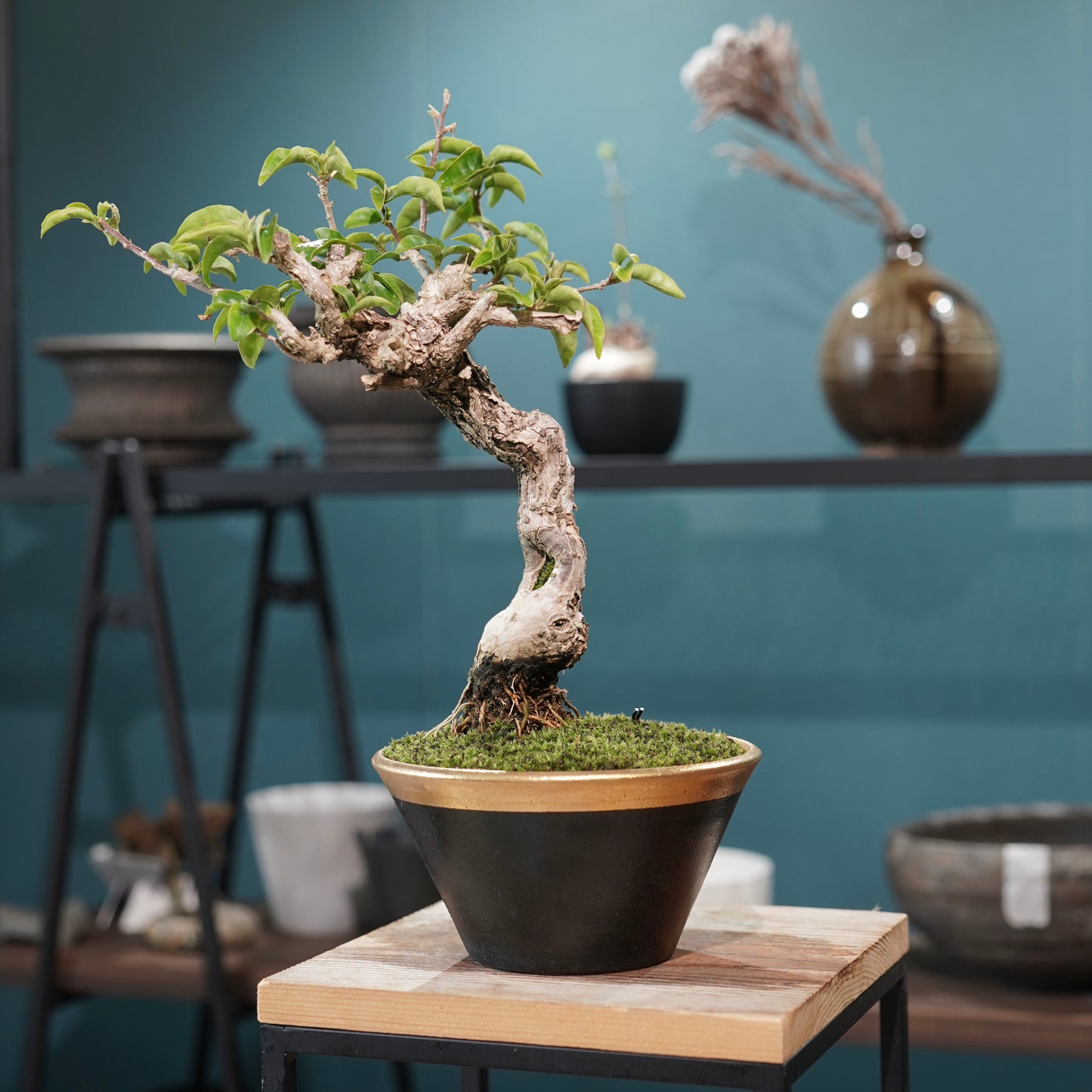 Old bougainvillea（ブーゲンビリア古木) × 高見澤 匠 "黒磁／金彩鉢5号" No.1