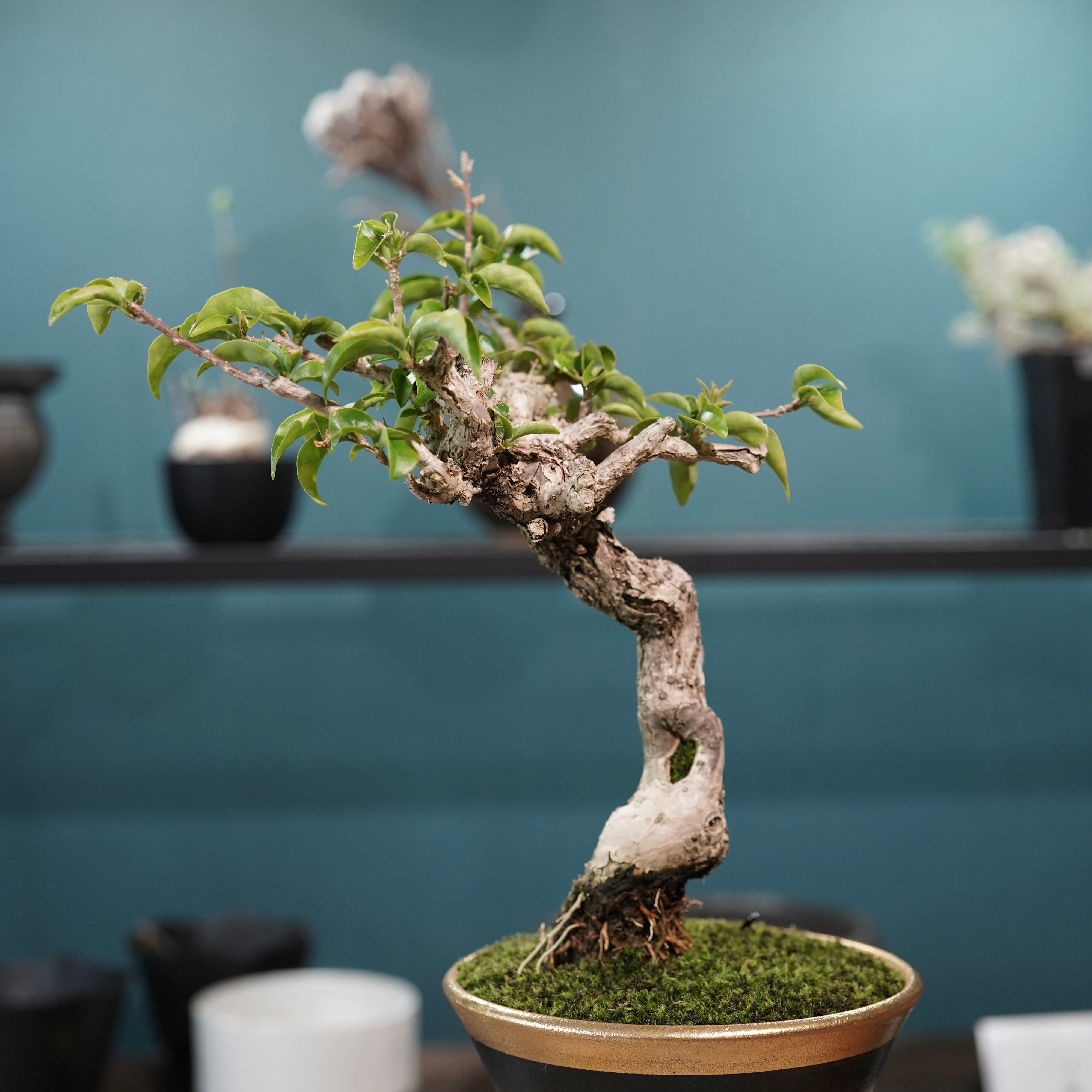 Old bougainvillea（ブーゲンビリア古木) × 高見澤 匠 