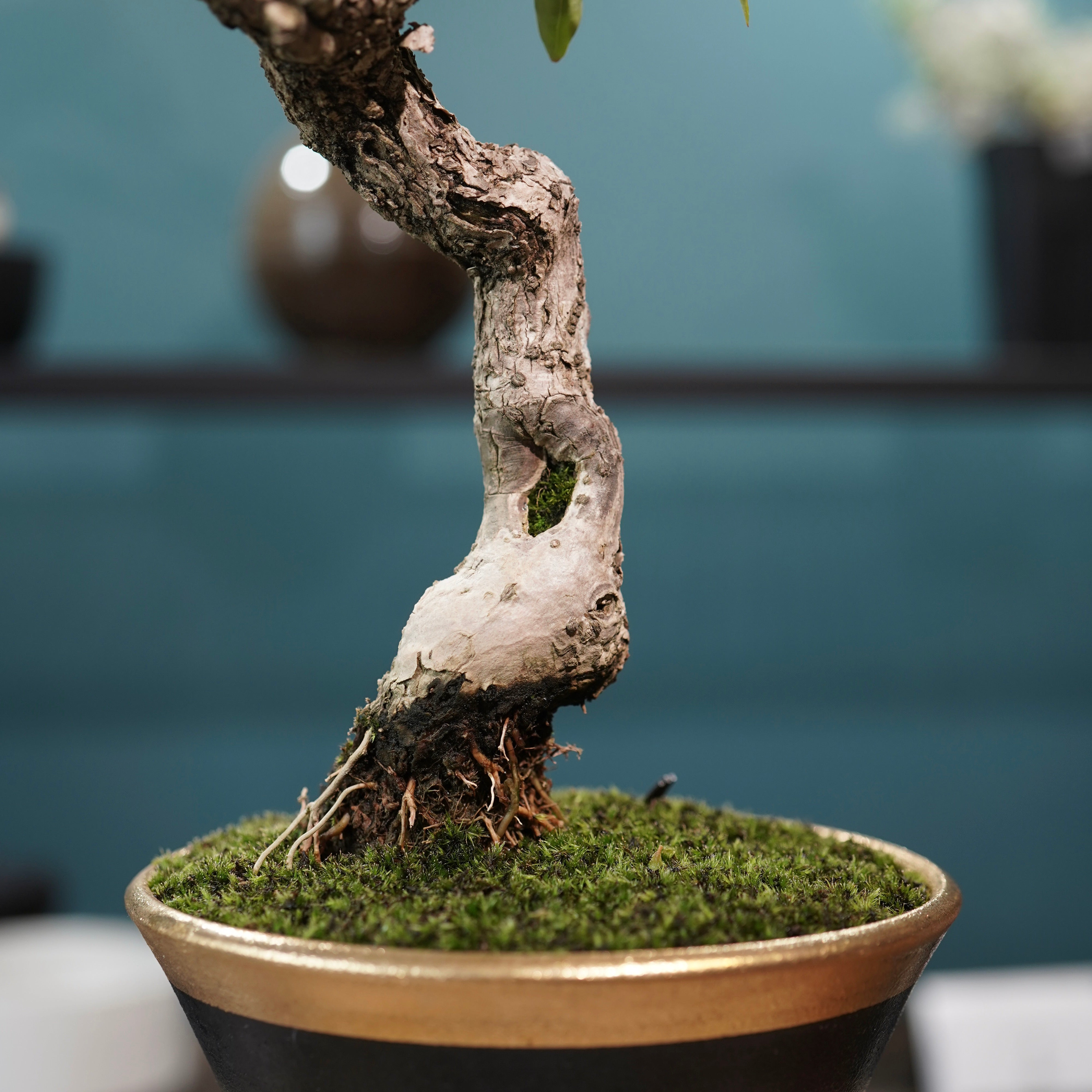 Old bougainvillea（ブーゲンビリア古木) × 高見澤 匠 