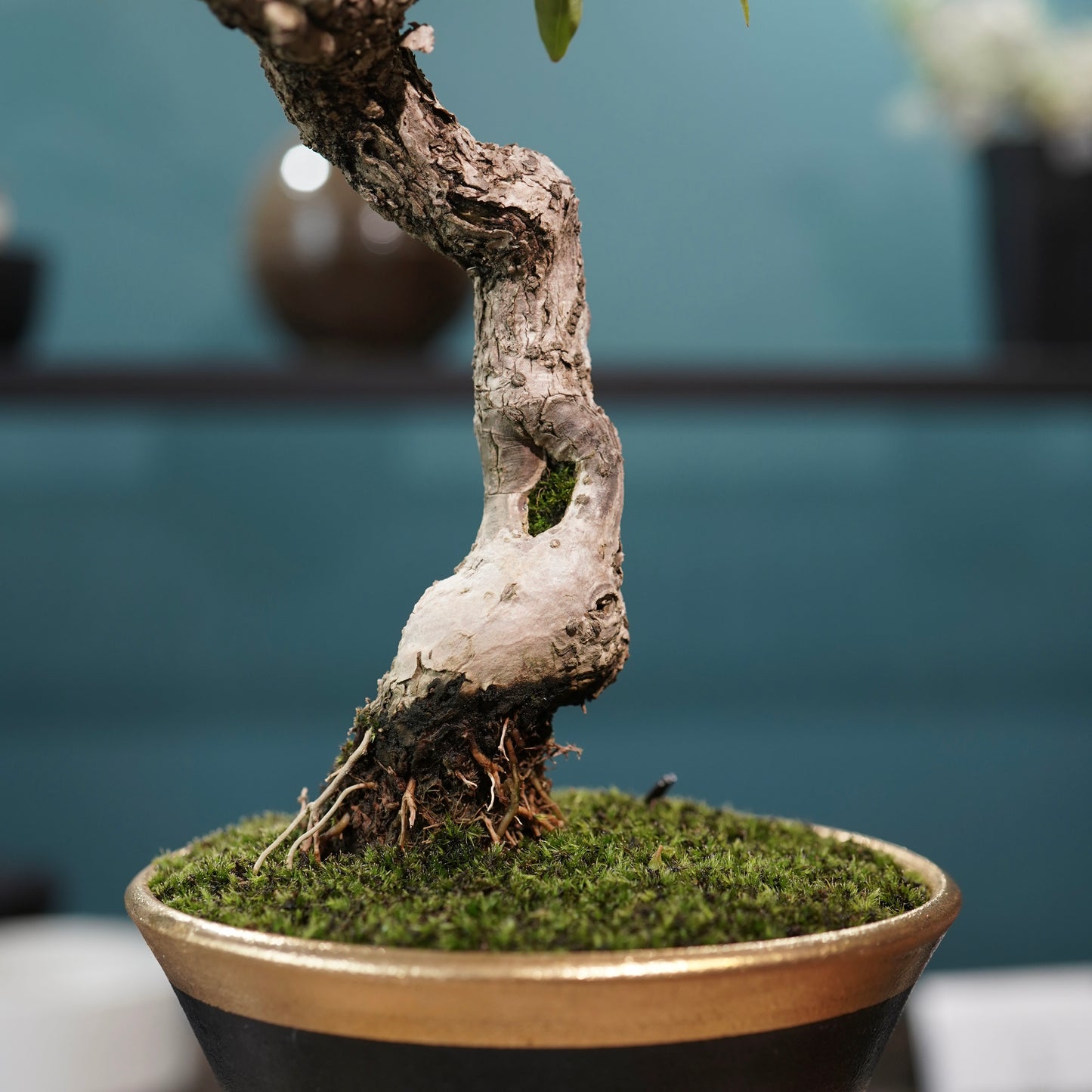 Old bougainvillea（ブーゲンビリア古木) × 高見澤 匠 "黒磁／金彩鉢5号" No.1