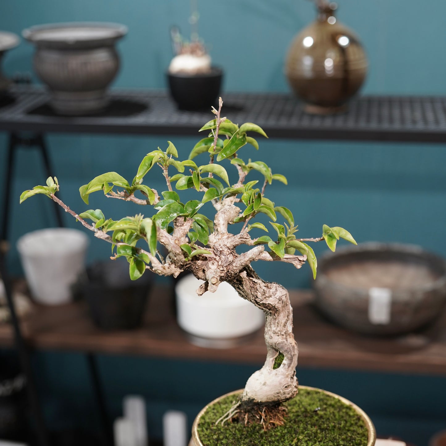Old bougainvillea（ブーゲンビリア古木) × 高見澤 匠 "黒磁／金彩鉢5号" No.1
