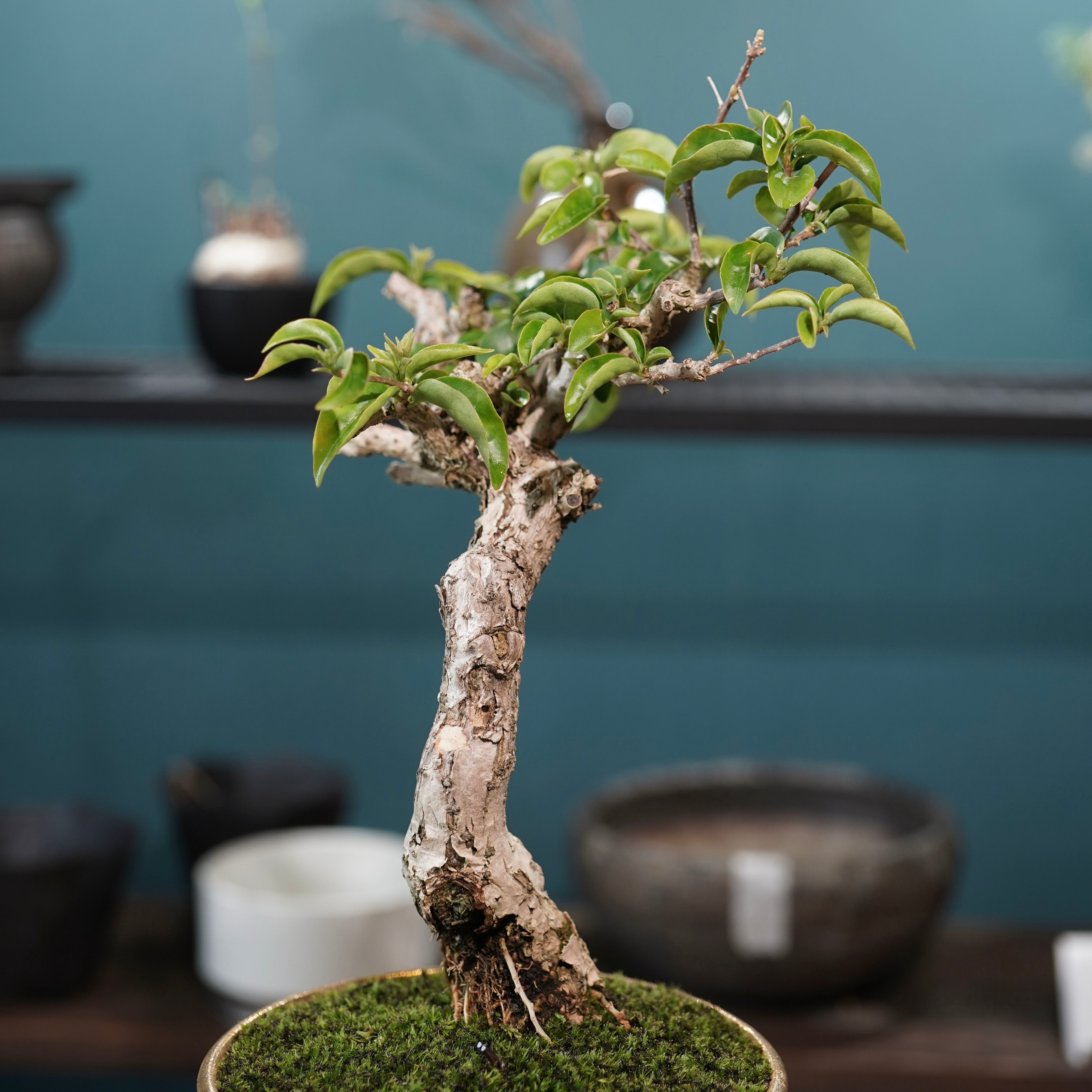 Old bougainvillea（ブーゲンビリア古木) × 高見澤 匠 