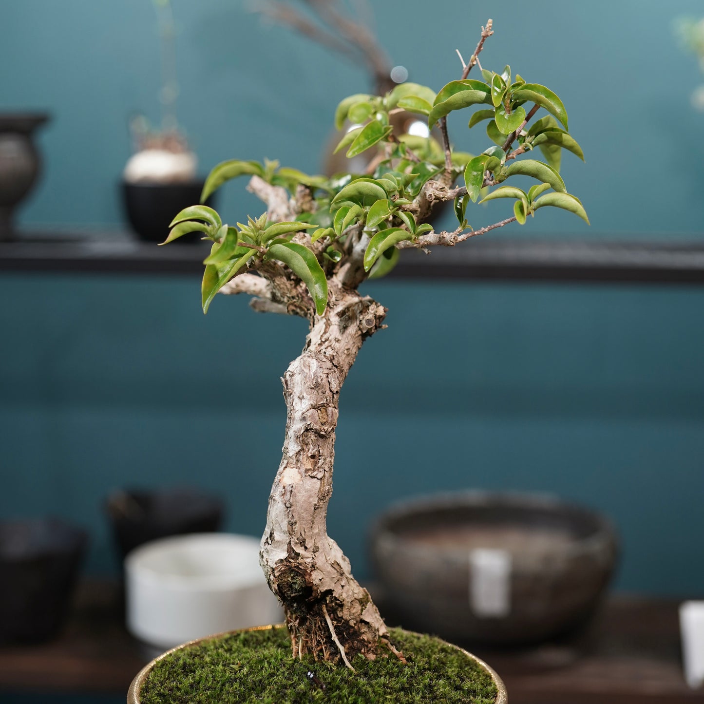 Old bougainvillea（ブーゲンビリア古木) × 高見澤 匠 "黒磁／金彩鉢5号" No.1