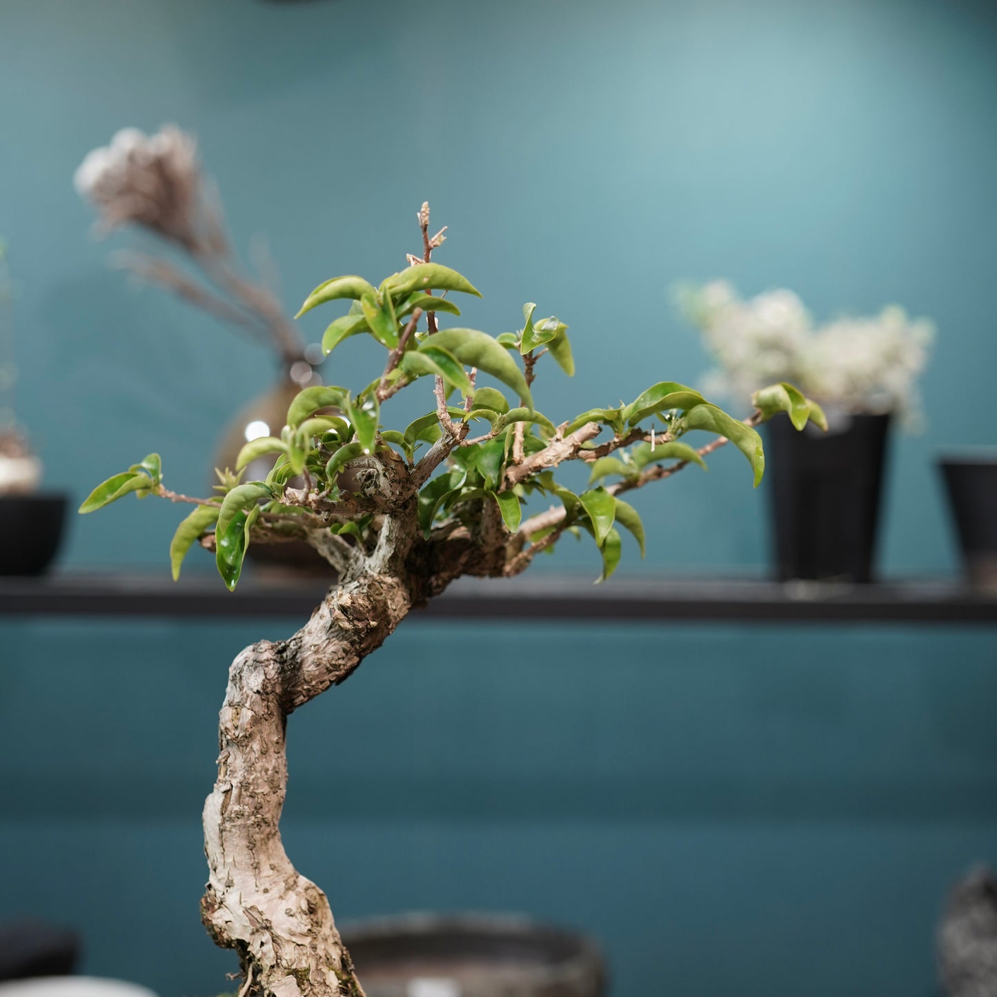 Old bougainvillea（ブーゲンビリア古木) × 高見澤 匠 "黒磁／金彩鉢5号" No.1