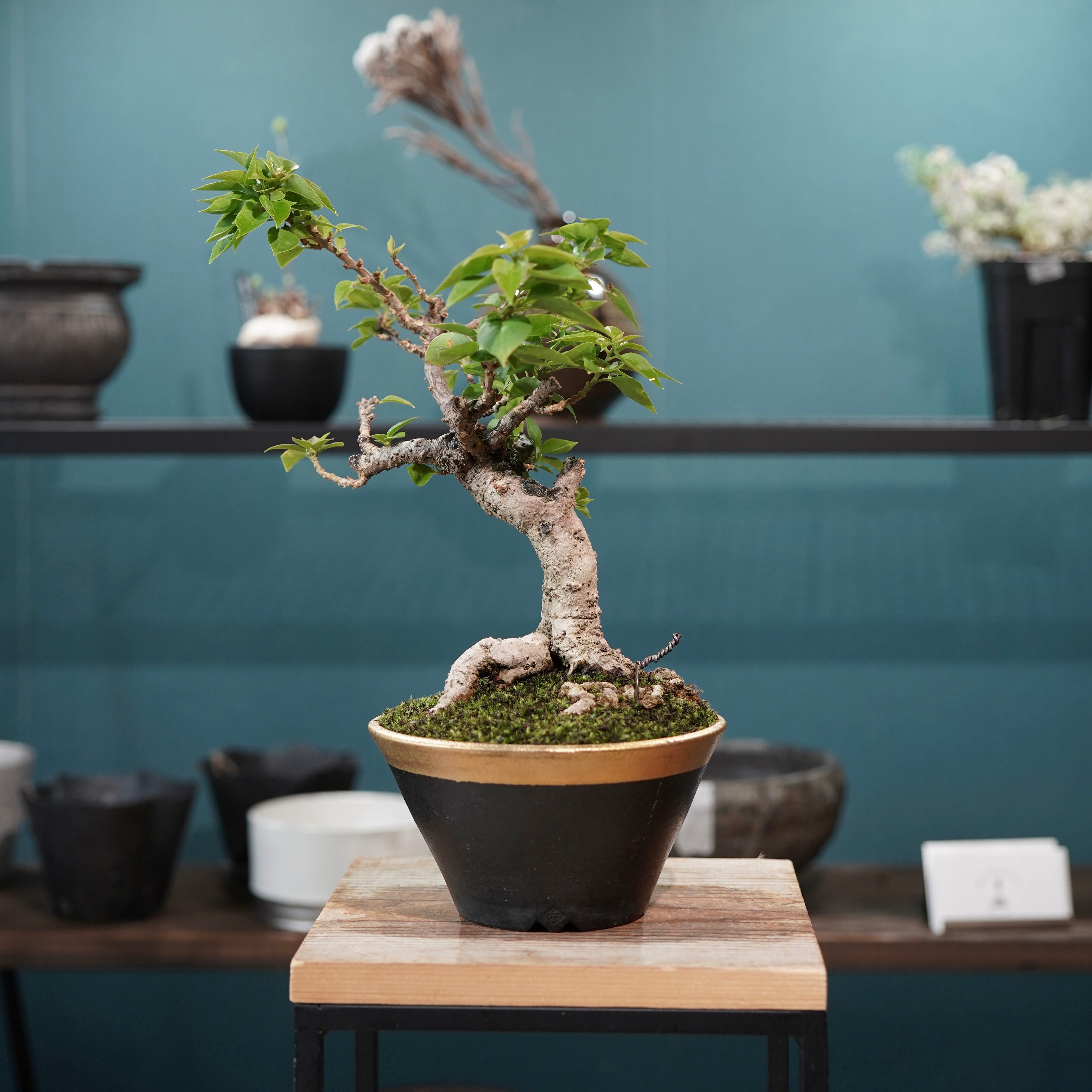 Old bougainvillea（ブーゲンビリア古木) × 高見澤 匠 