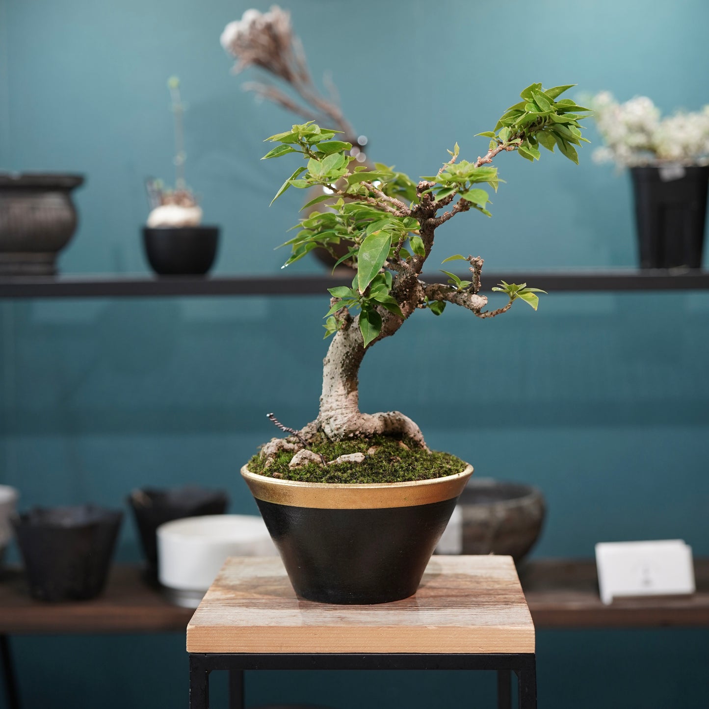 Old bougainvillea（ブーゲンビリア古木) × 高見澤 匠 "黒磁／金彩鉢5号" No.2