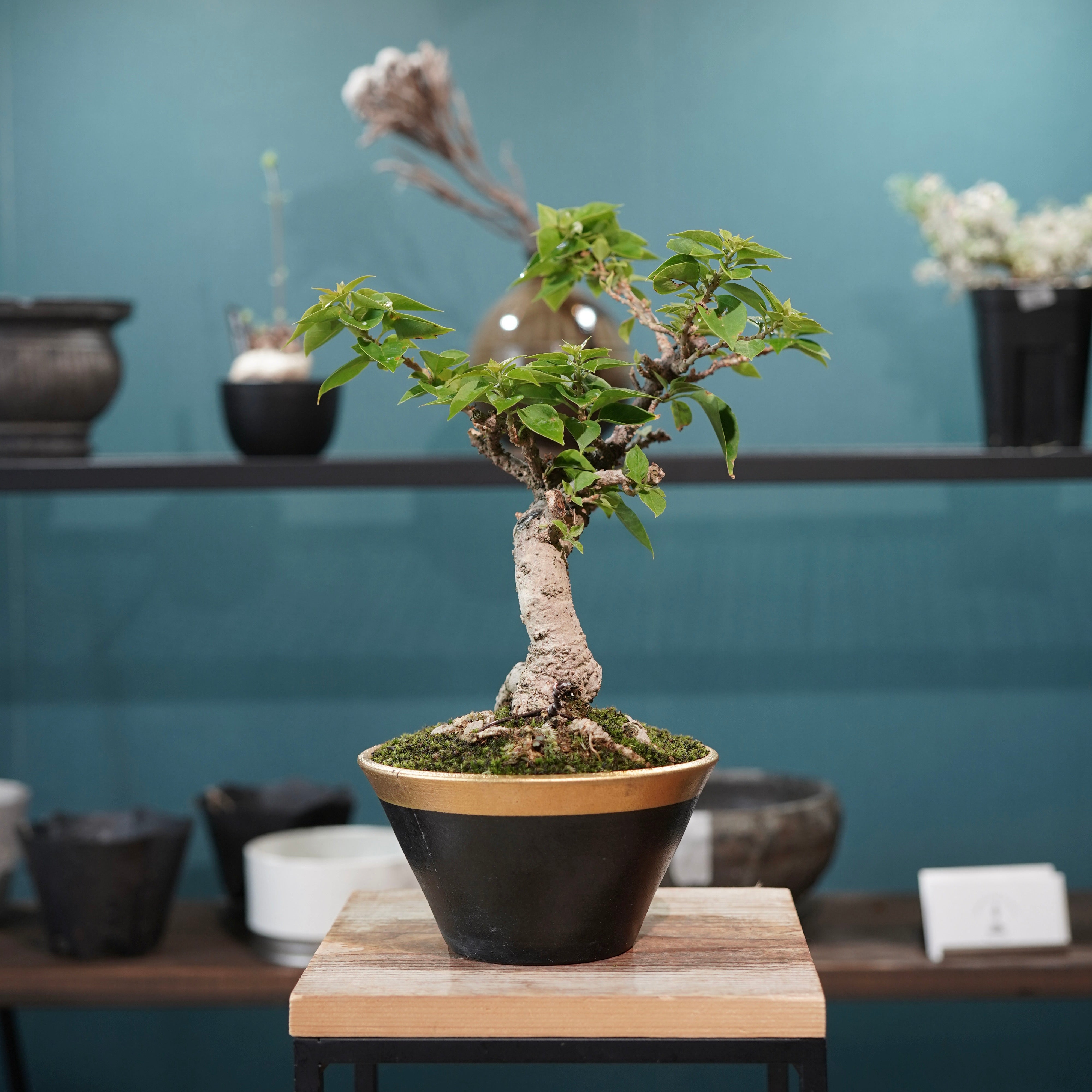 超レア 複色咲きブーゲンビリア 根上がり美樹形一株 Old bougainvillea（ブーゲンビリア古木) × 高見澤 匠 