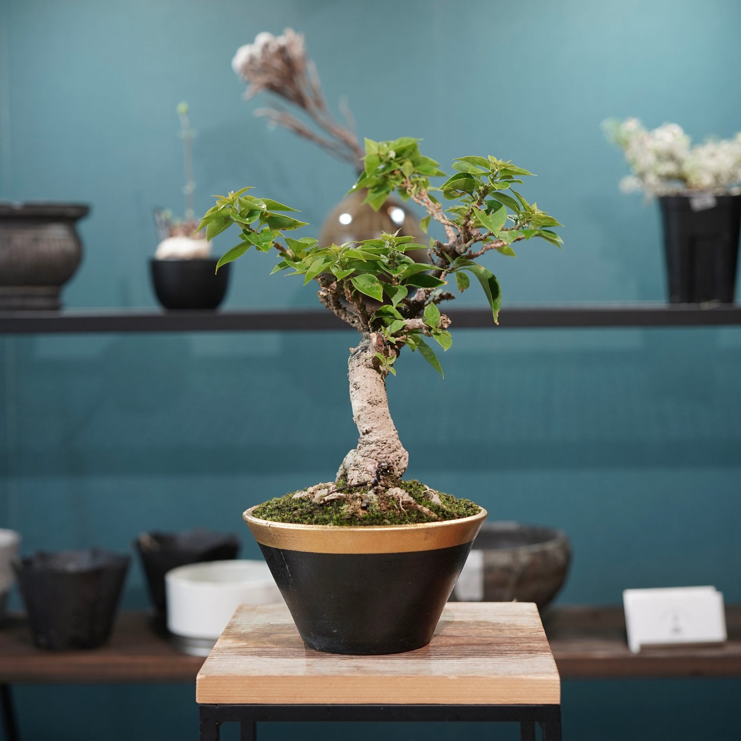 Old bougainvillea（ブーゲンビリア古木) × 高見澤 匠 "黒磁／金彩鉢5号" No.2