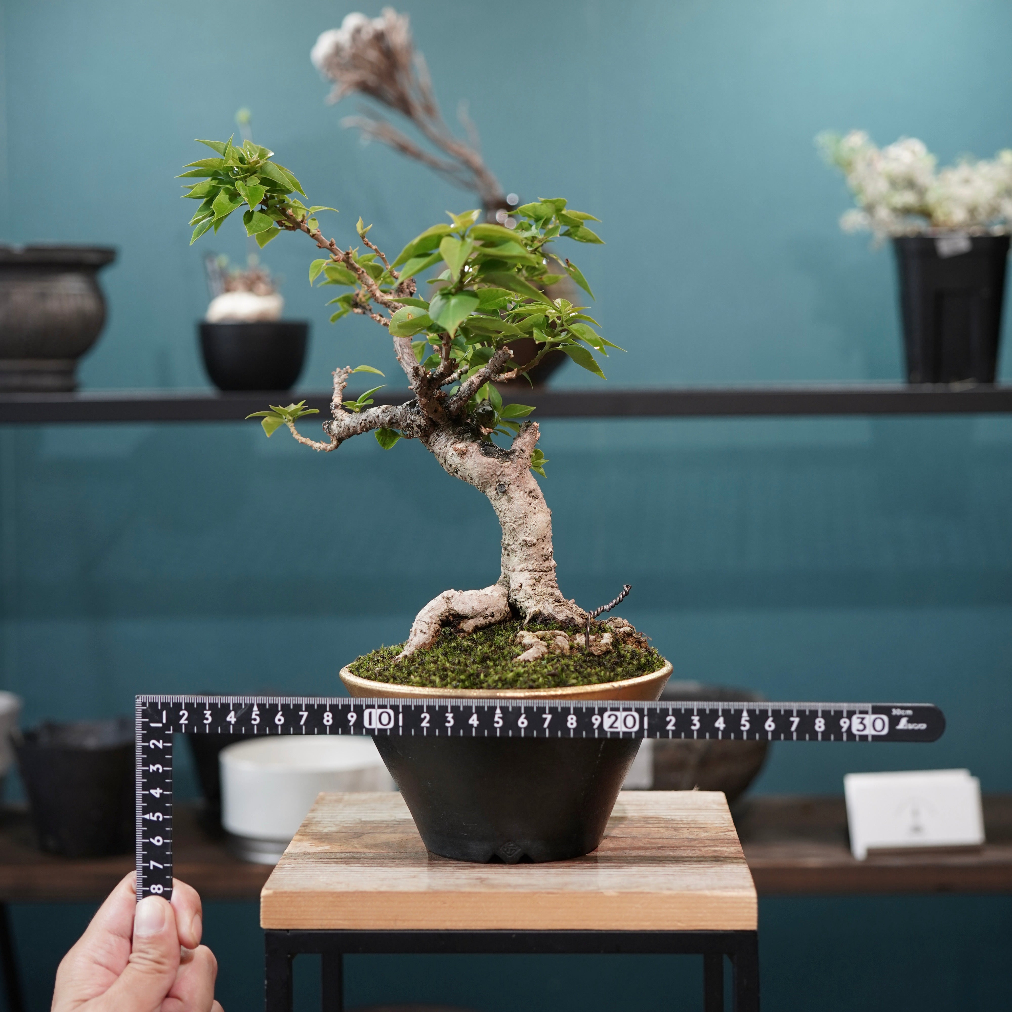 Old bougainvillea（ブーゲンビリア古木) × 高見澤 匠 