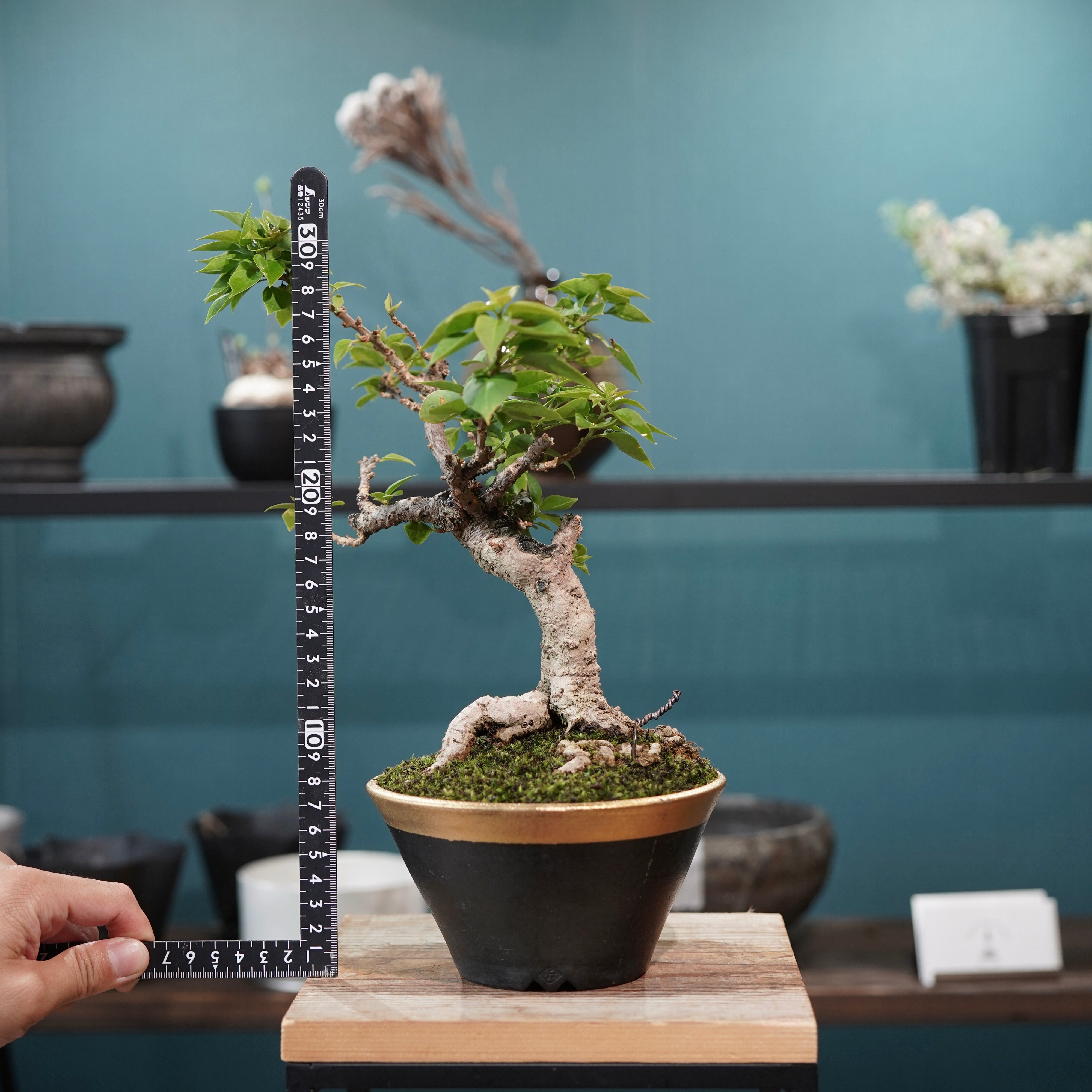 Old bougainvillea（ブーゲンビリア古木) × 高見澤 匠 