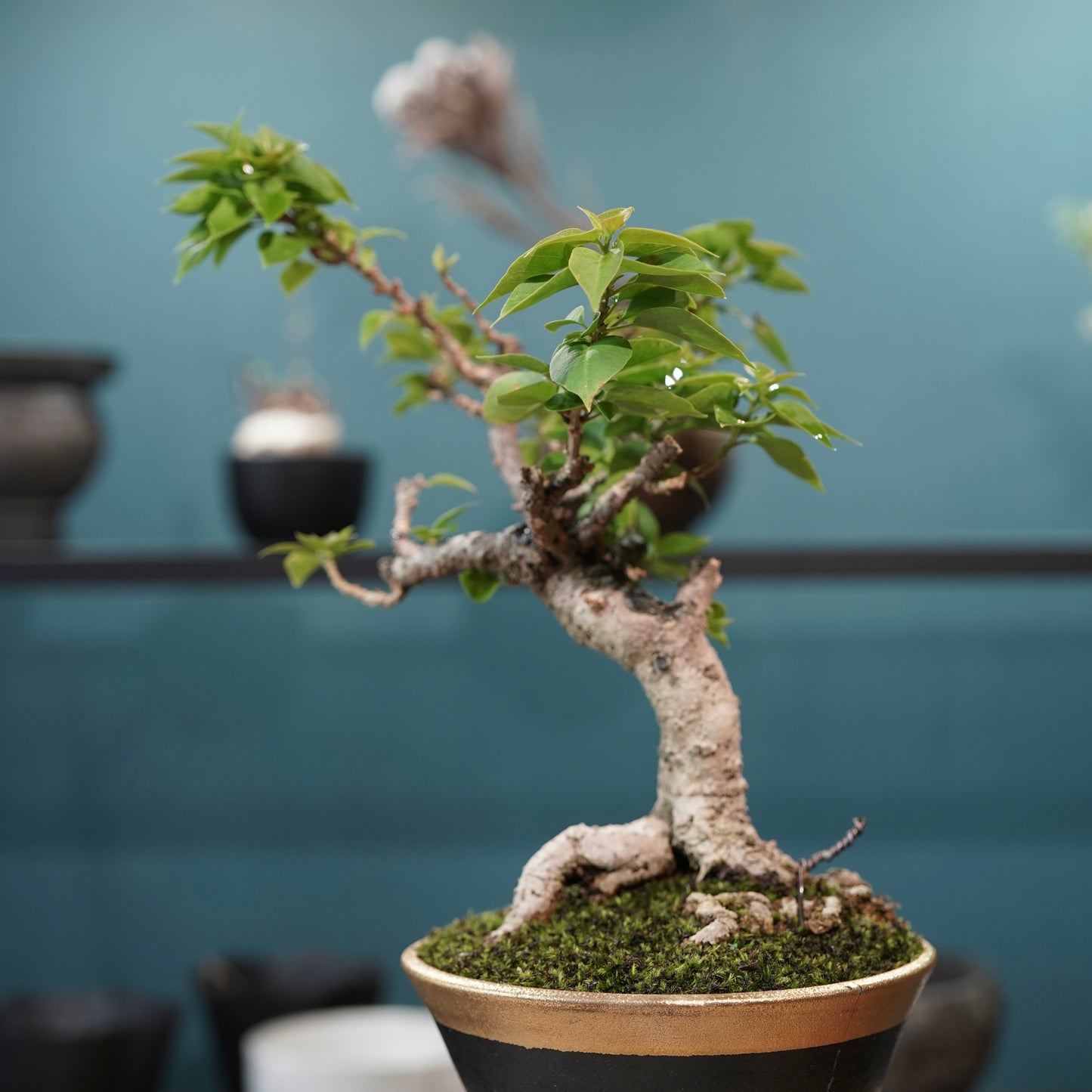 Old bougainvillea（ブーゲンビリア古木) × 高見澤 匠 "黒磁／金彩鉢5号" No.2