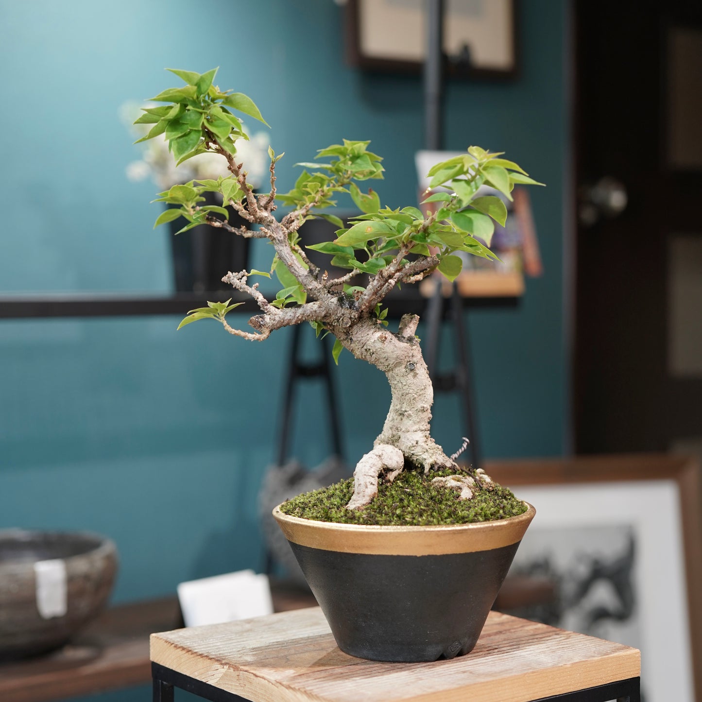Old bougainvillea（ブーゲンビリア古木) × 高見澤 匠 "黒磁／金彩鉢5号" No.2