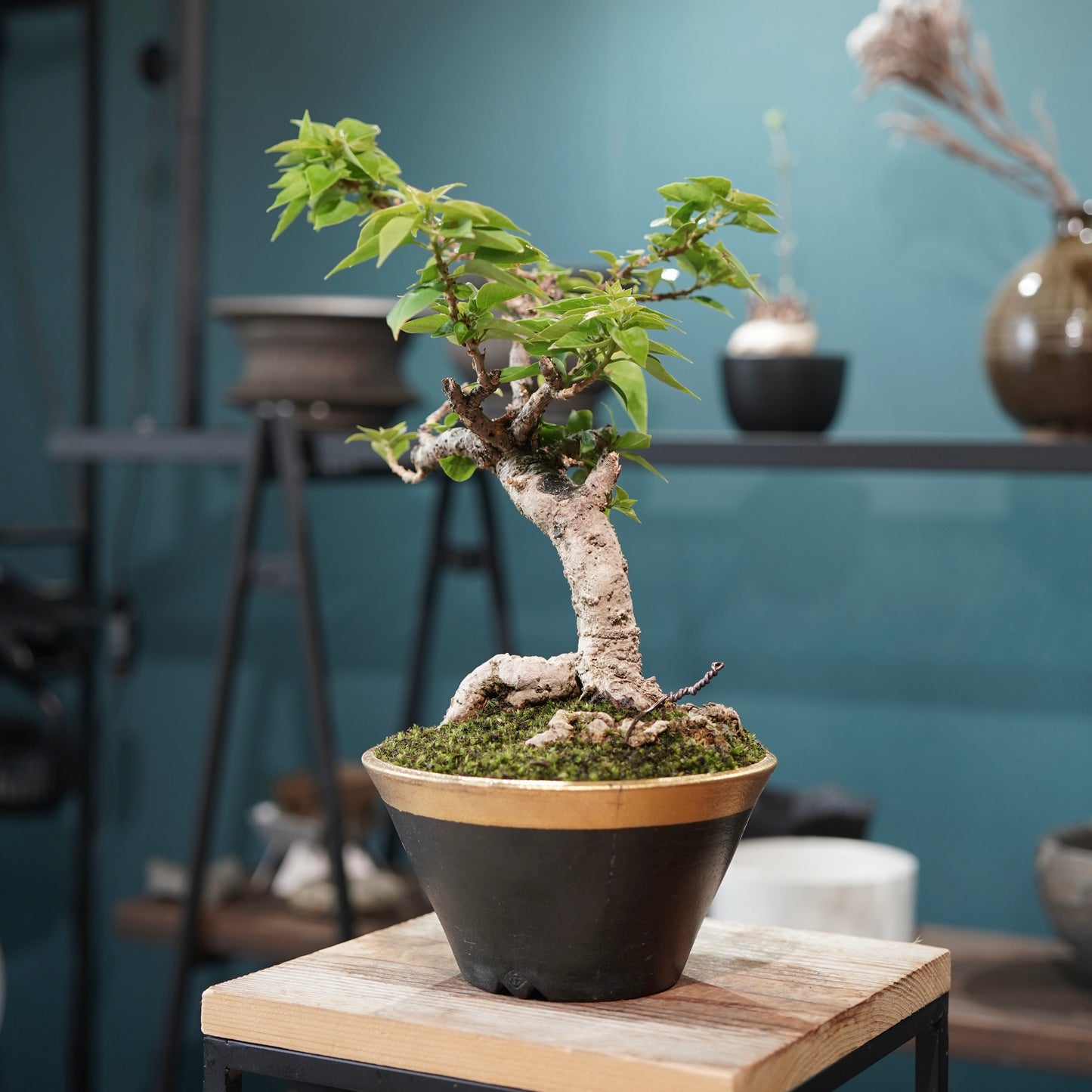 Old bougainvillea（ブーゲンビリア古木) × 高見澤 匠 "黒磁／金彩鉢5号" No.2