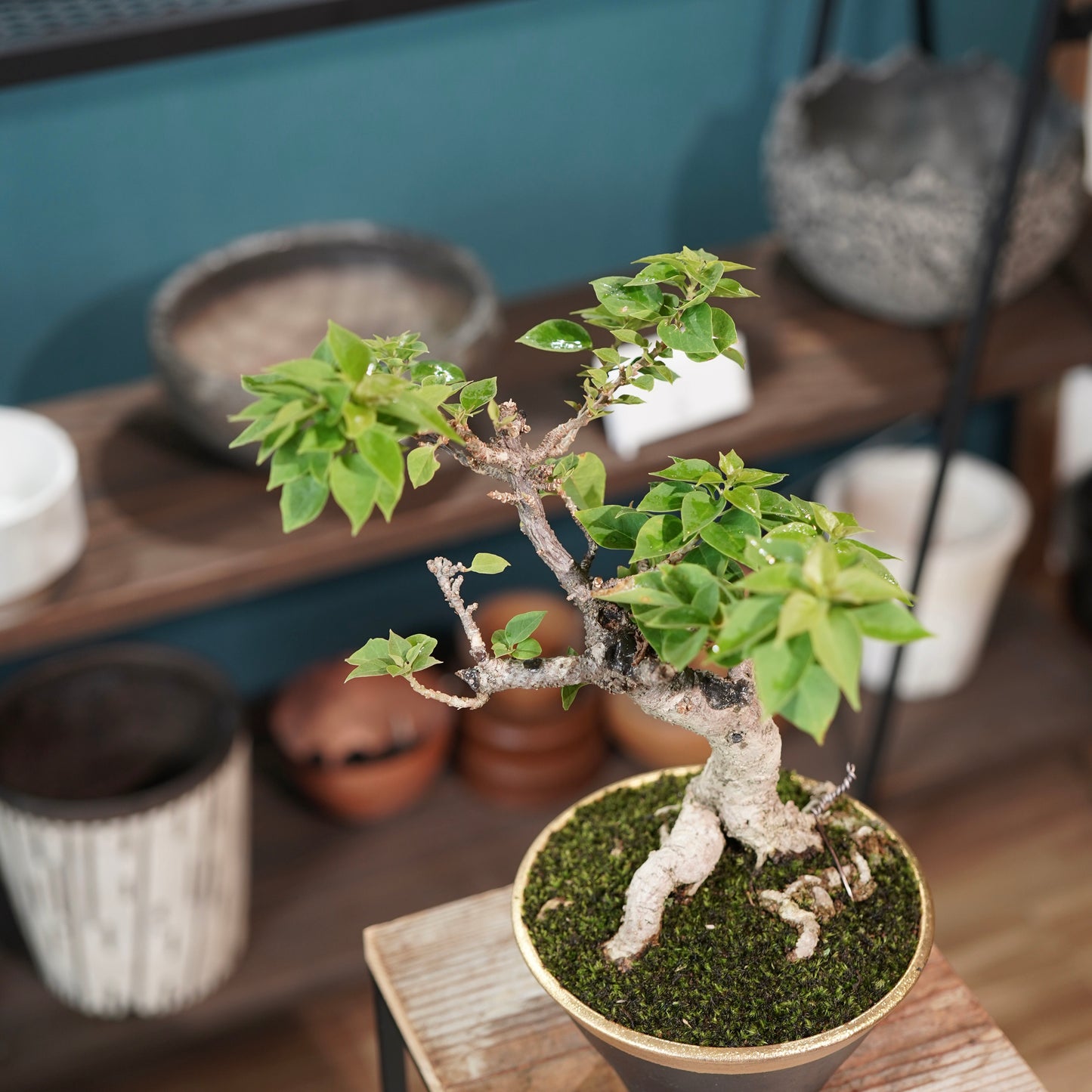 Old bougainvillea（ブーゲンビリア古木) × 高見澤 匠 "黒磁／金彩鉢5号" No.2