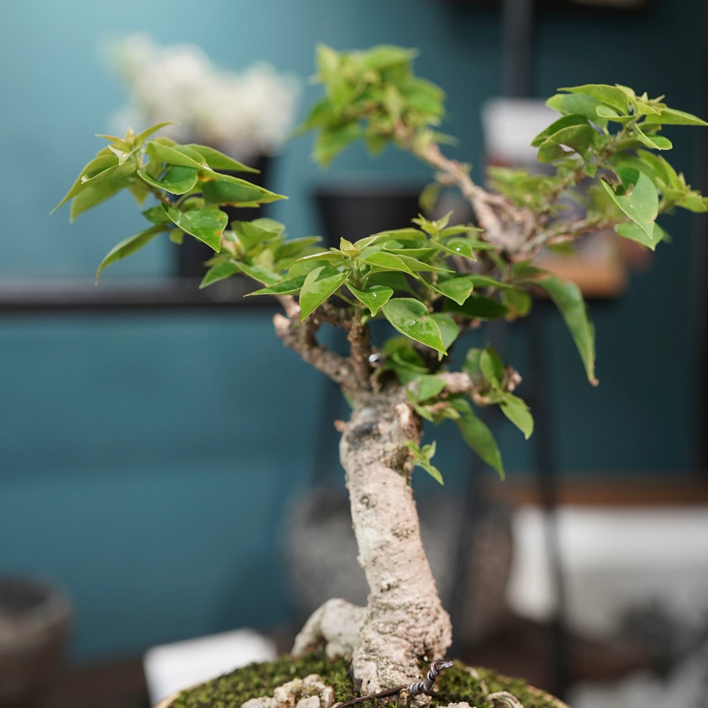 Old bougainvillea（ブーゲンビリア古木) × 高見澤 匠 "黒磁／金彩鉢5号" No.2