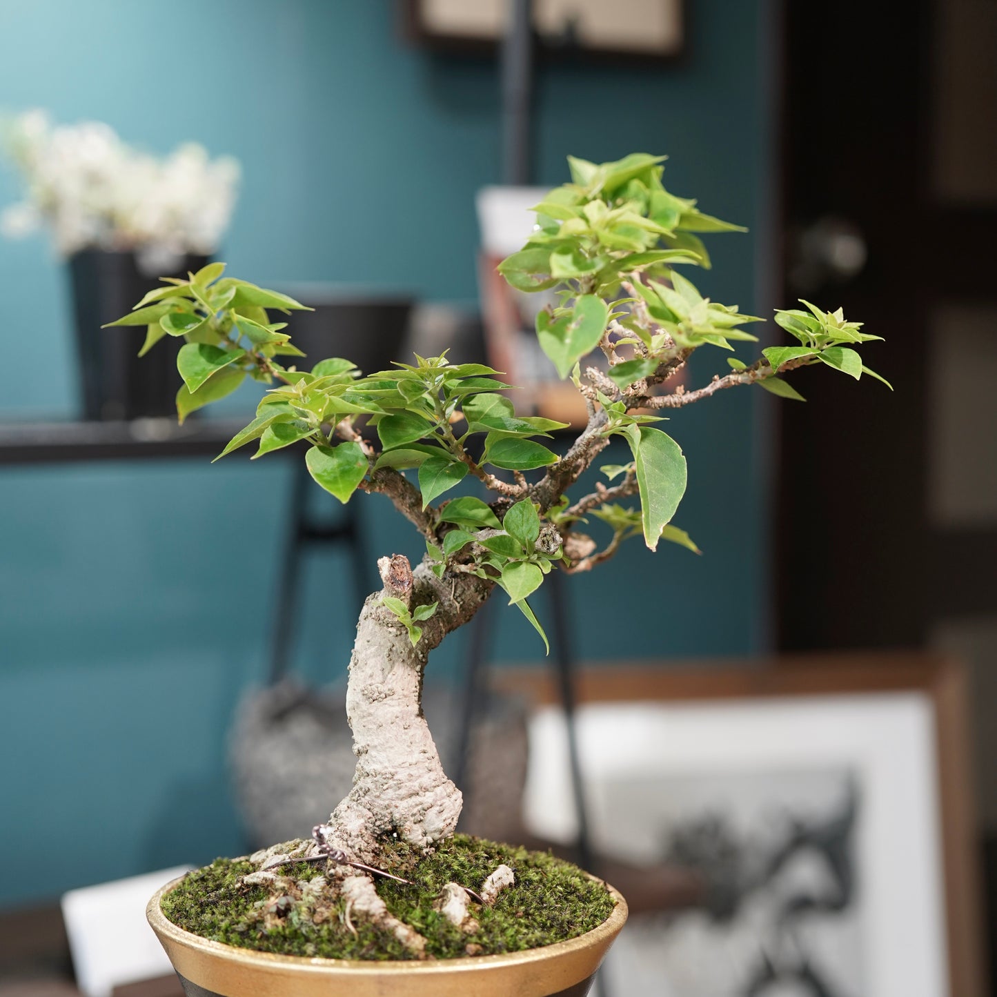 Old bougainvillea（ブーゲンビリア古木) × 高見澤 匠 "黒磁／金彩鉢5号" No.2