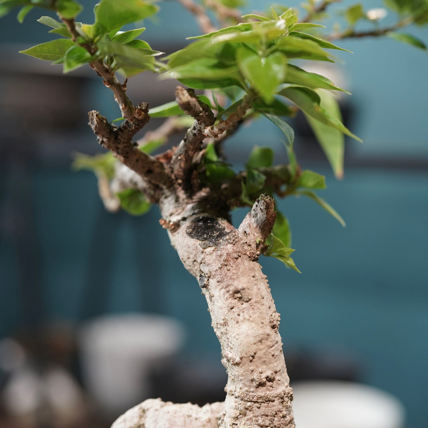 Old bougainvillea（ブーゲンビリア古木) × 高見澤 匠 "黒磁／金彩鉢5号" No.2