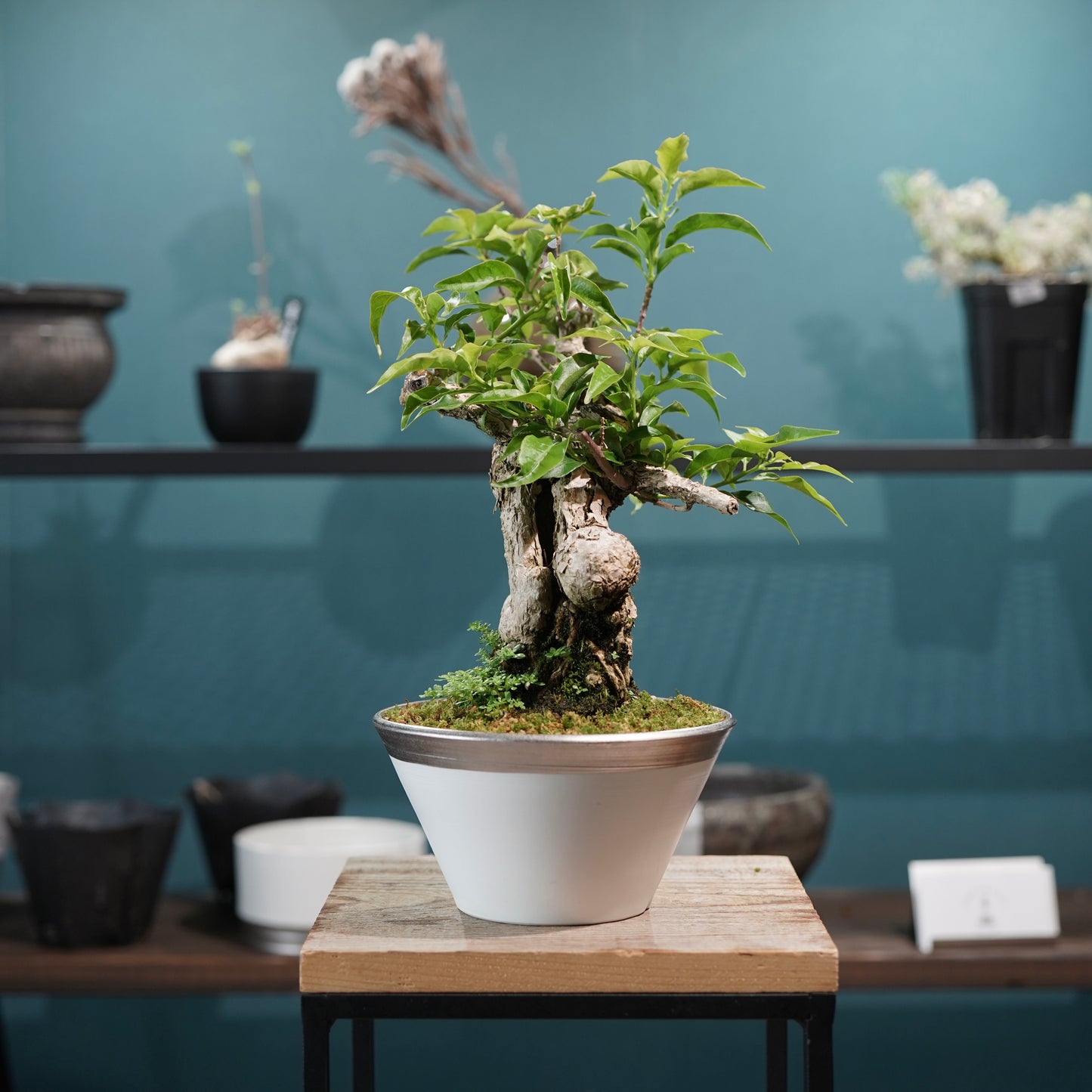Old bougainvillea（ブーゲンビリア古木) × 高見澤 匠 "白磁／白金鉢5号"
