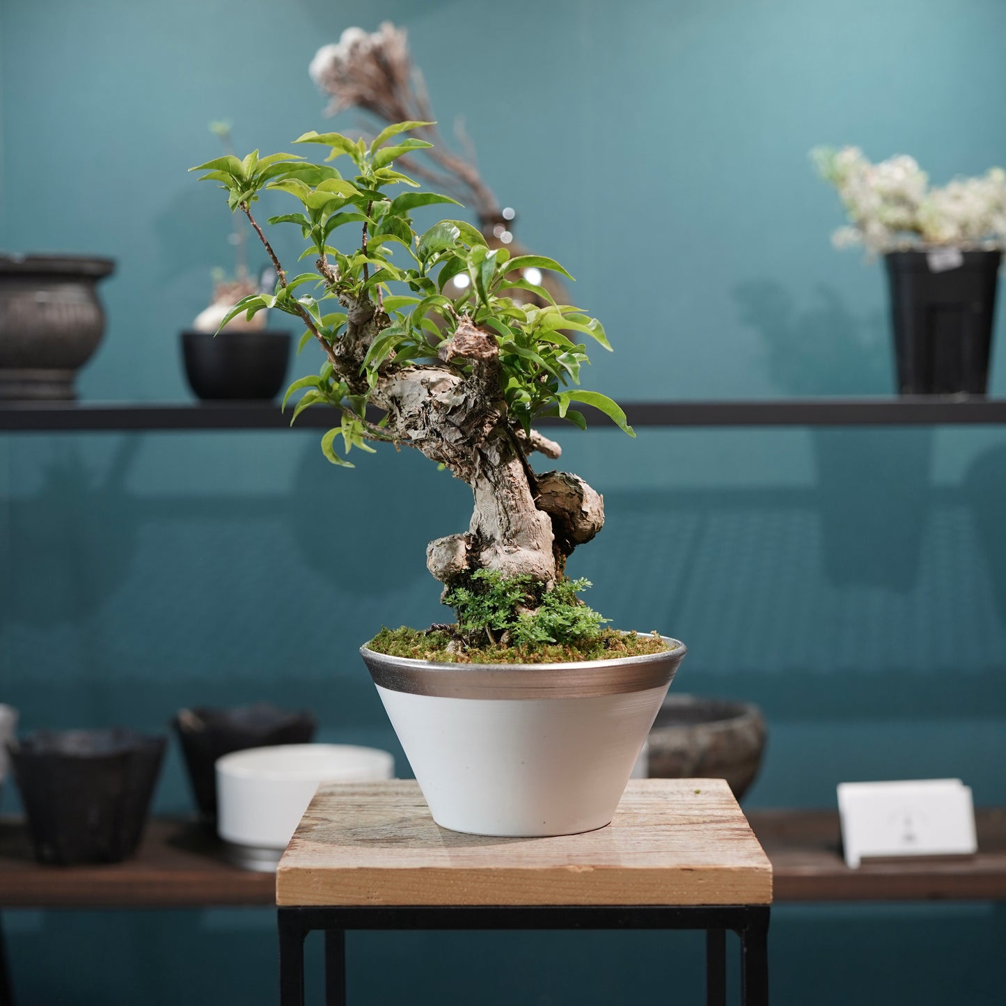 Old bougainvillea（ブーゲンビリア古木) × 高見澤 匠 "白磁／白金鉢5号"