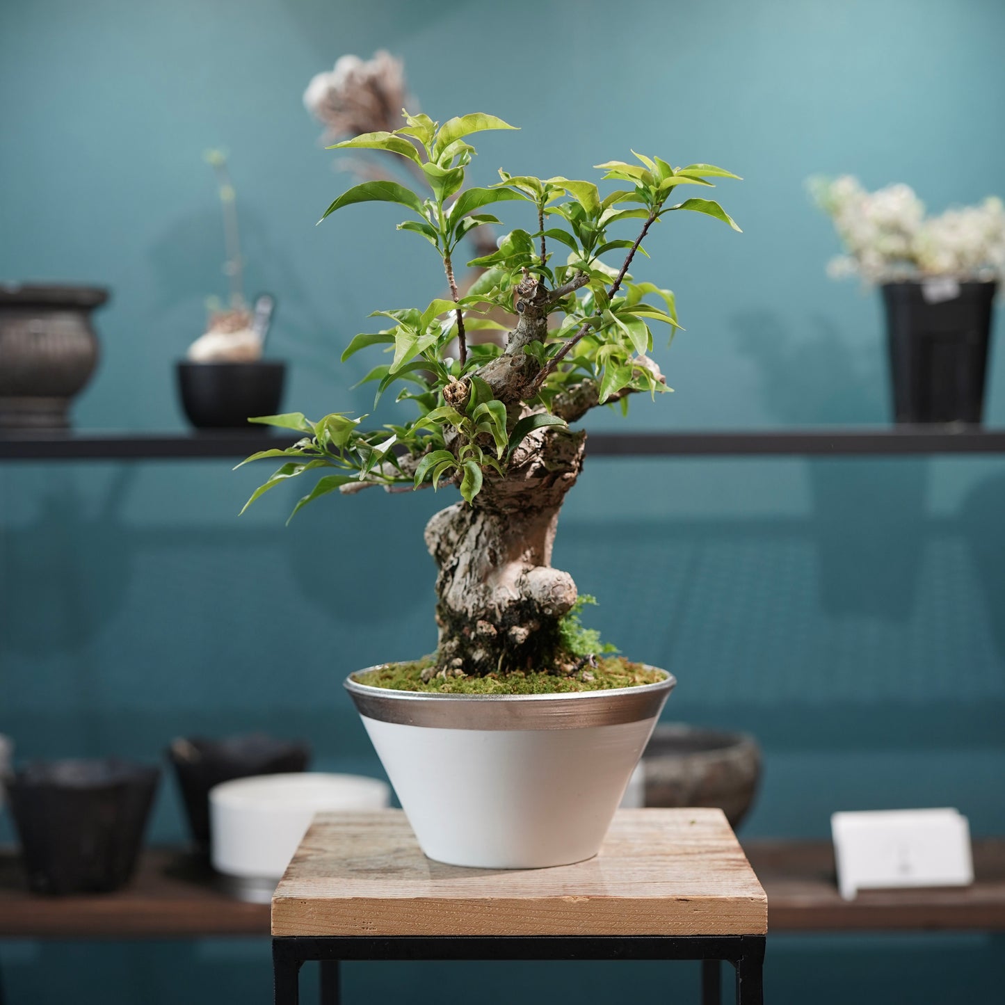 Old bougainvillea（ブーゲンビリア古木) × 高見澤 匠 "白磁／白金鉢5号"